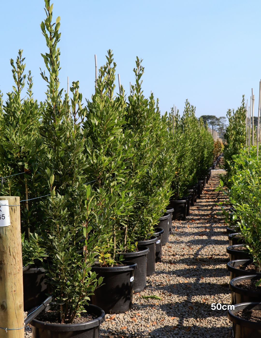 Laurus nobilis 'Miles Choice' - Bay Tree - Evergreen Trees Direct