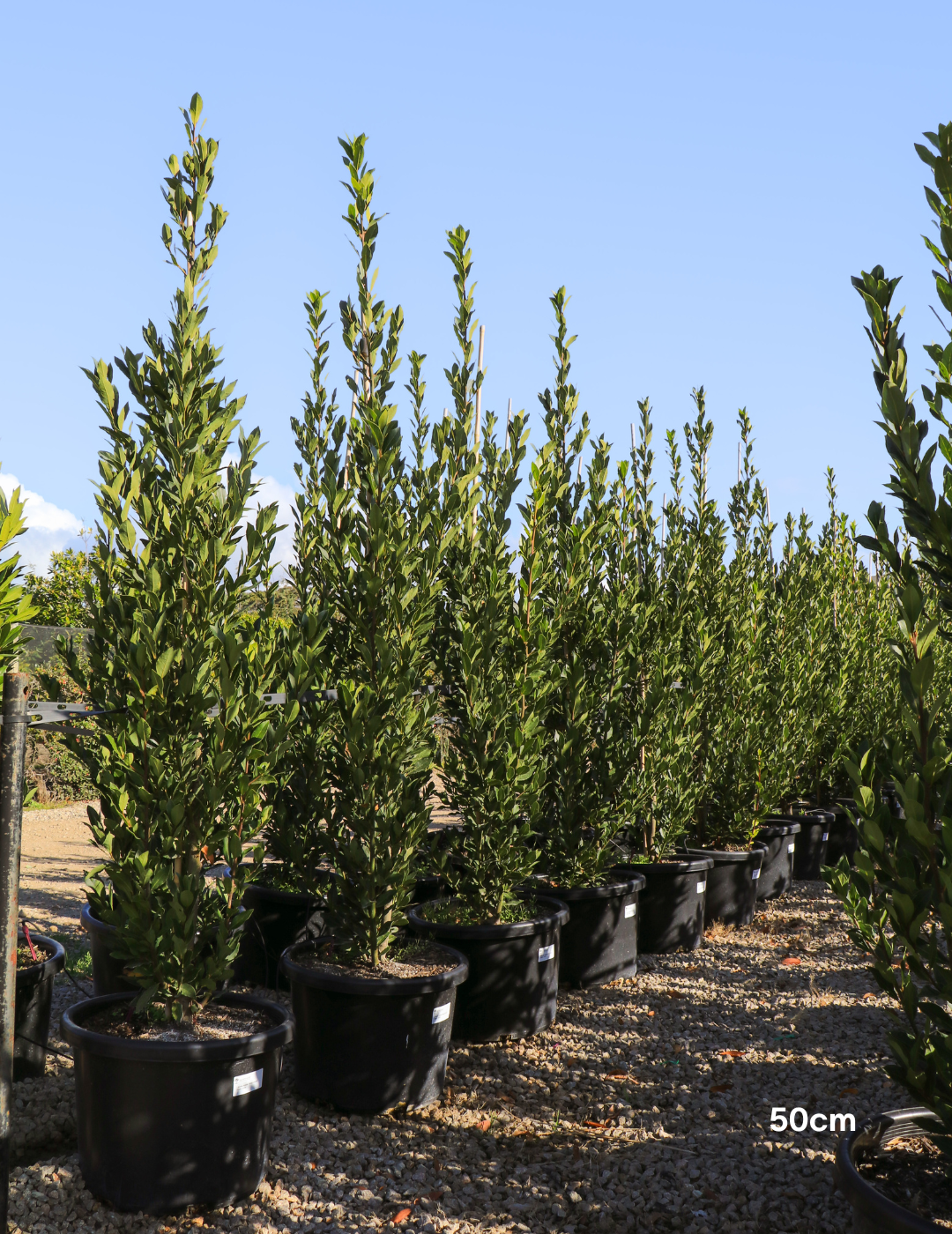 Laurus nobilis 'Miles Choice' - Bay Tree - Evergreen Trees Direct