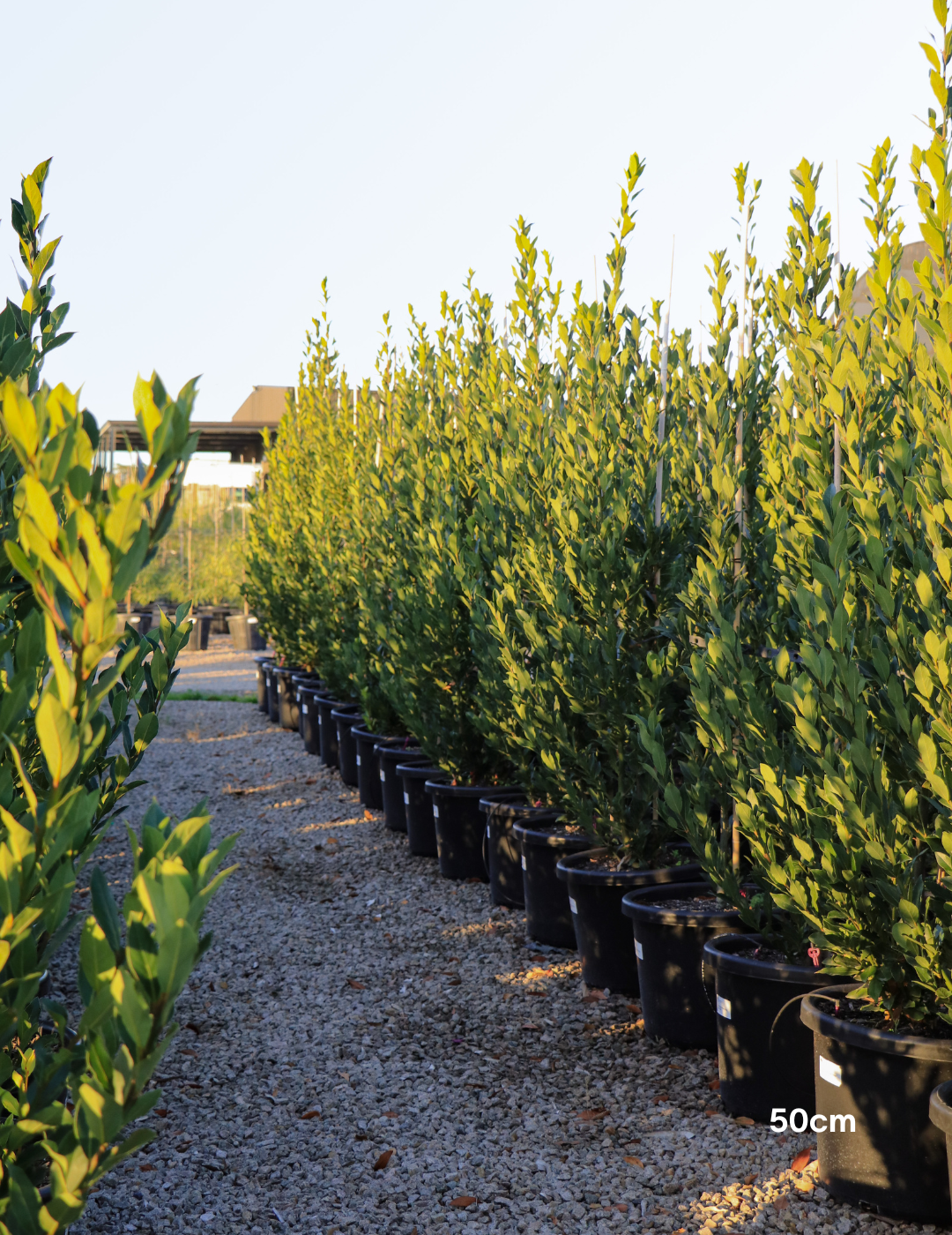 Laurus nobilis 'Miles Choice' - Bay Tree - Evergreen Trees Direct