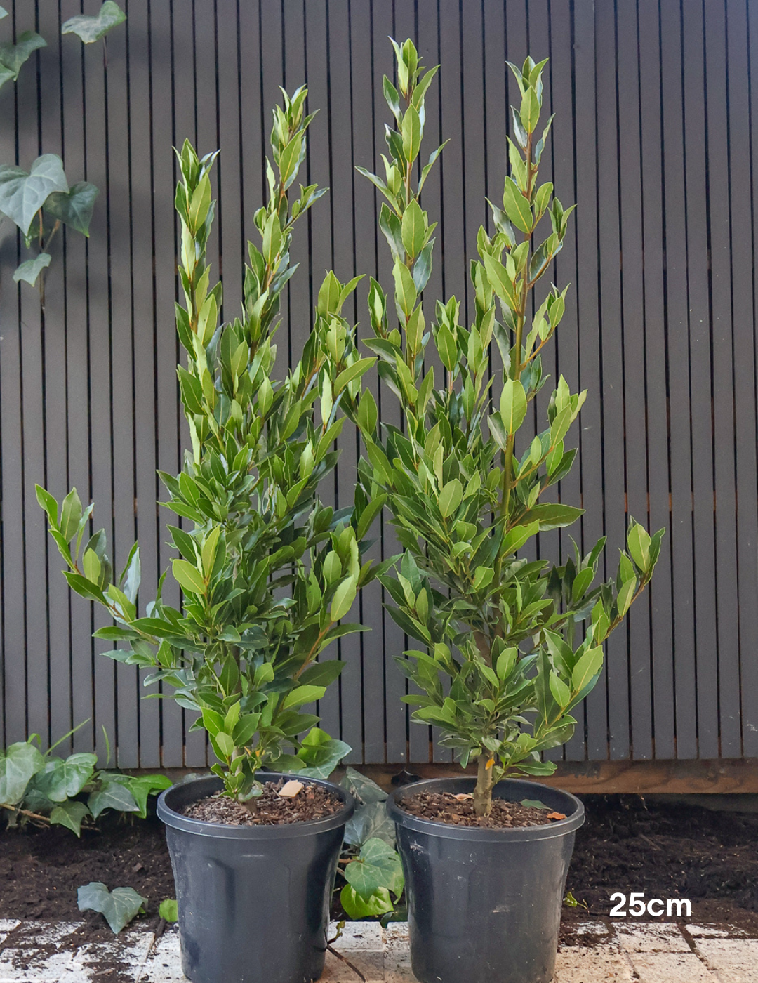 Laurus nobilis 'Miles Choice' - Bay Tree - Evergreen Trees Direct