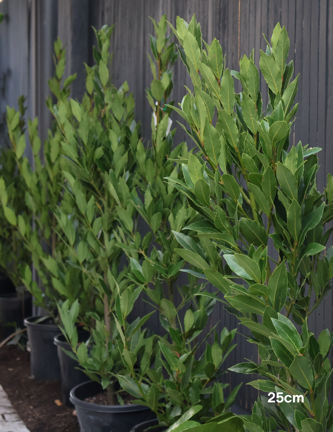 Laurus nobilis 'Miles Choice' - Bay Tree - Evergreen Trees Direct