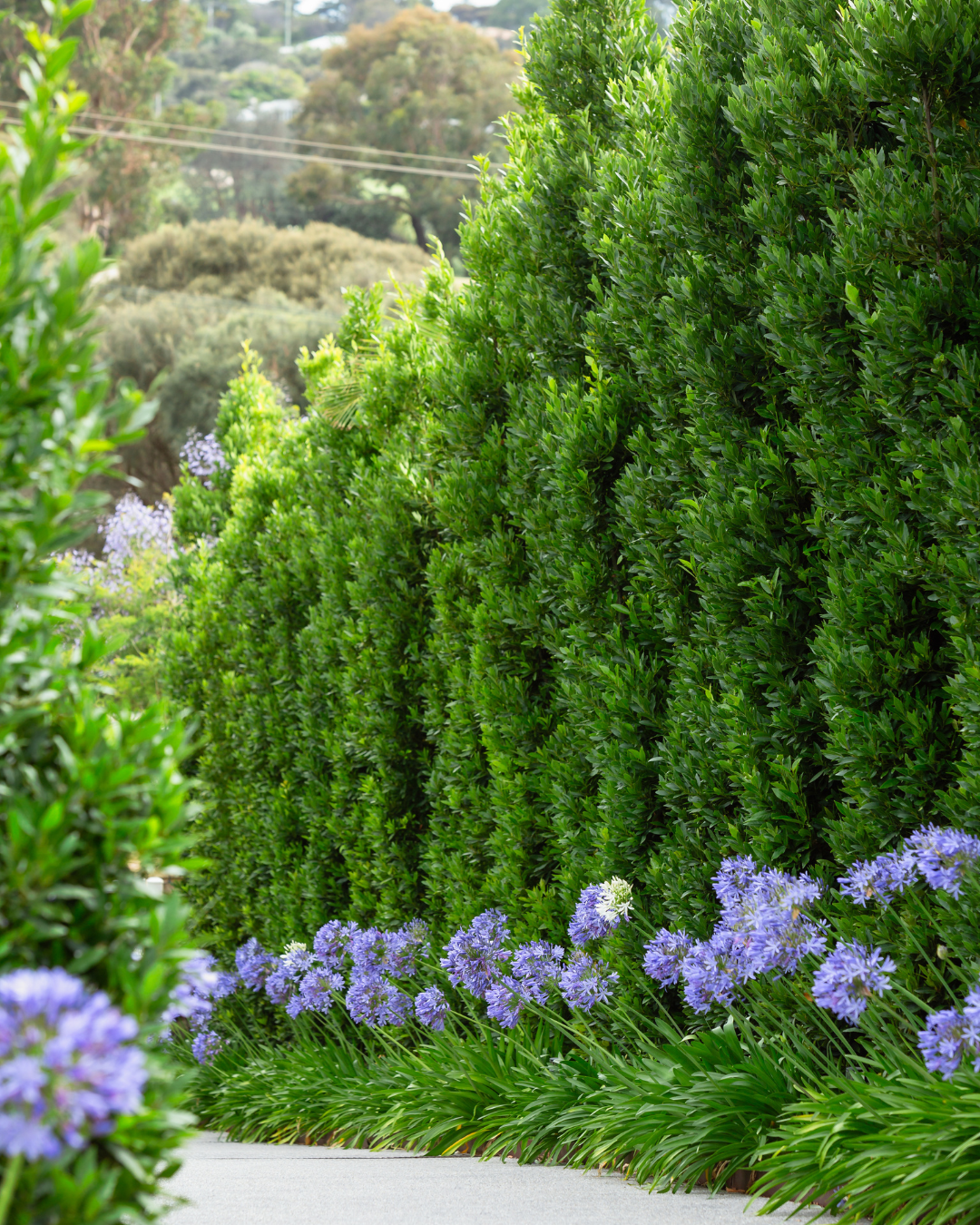 Laurus nobilis 'Miles Choice' Bay Tree