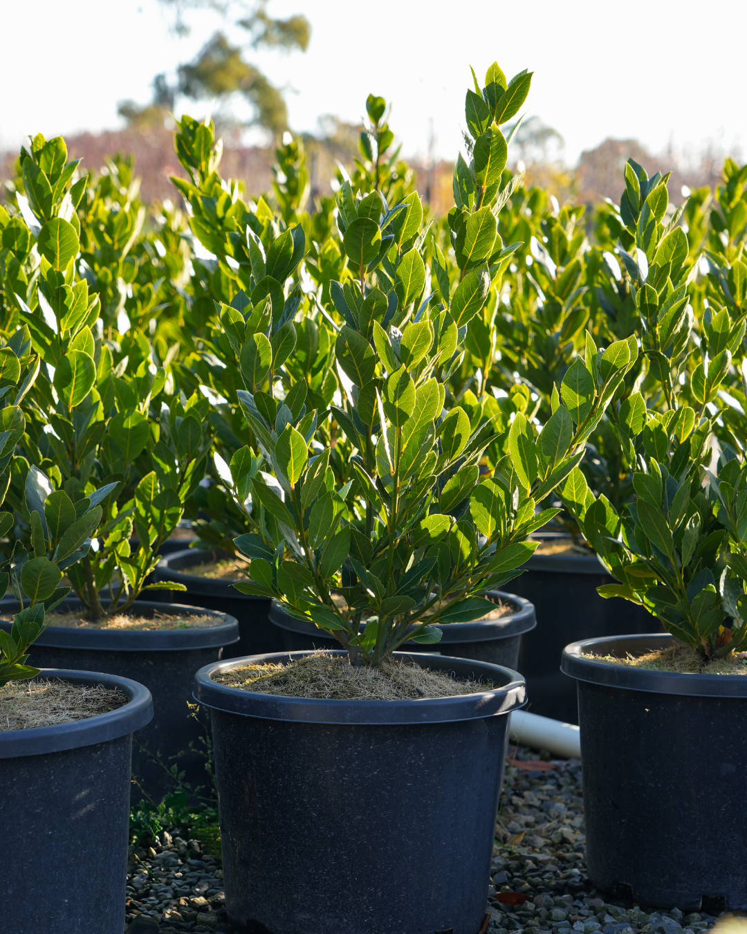Laurus nobilis Bay Tree