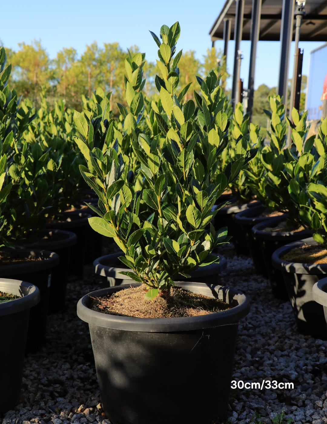 Laurus nobilis 'Baby Bay' - Evergreen Trees Direct