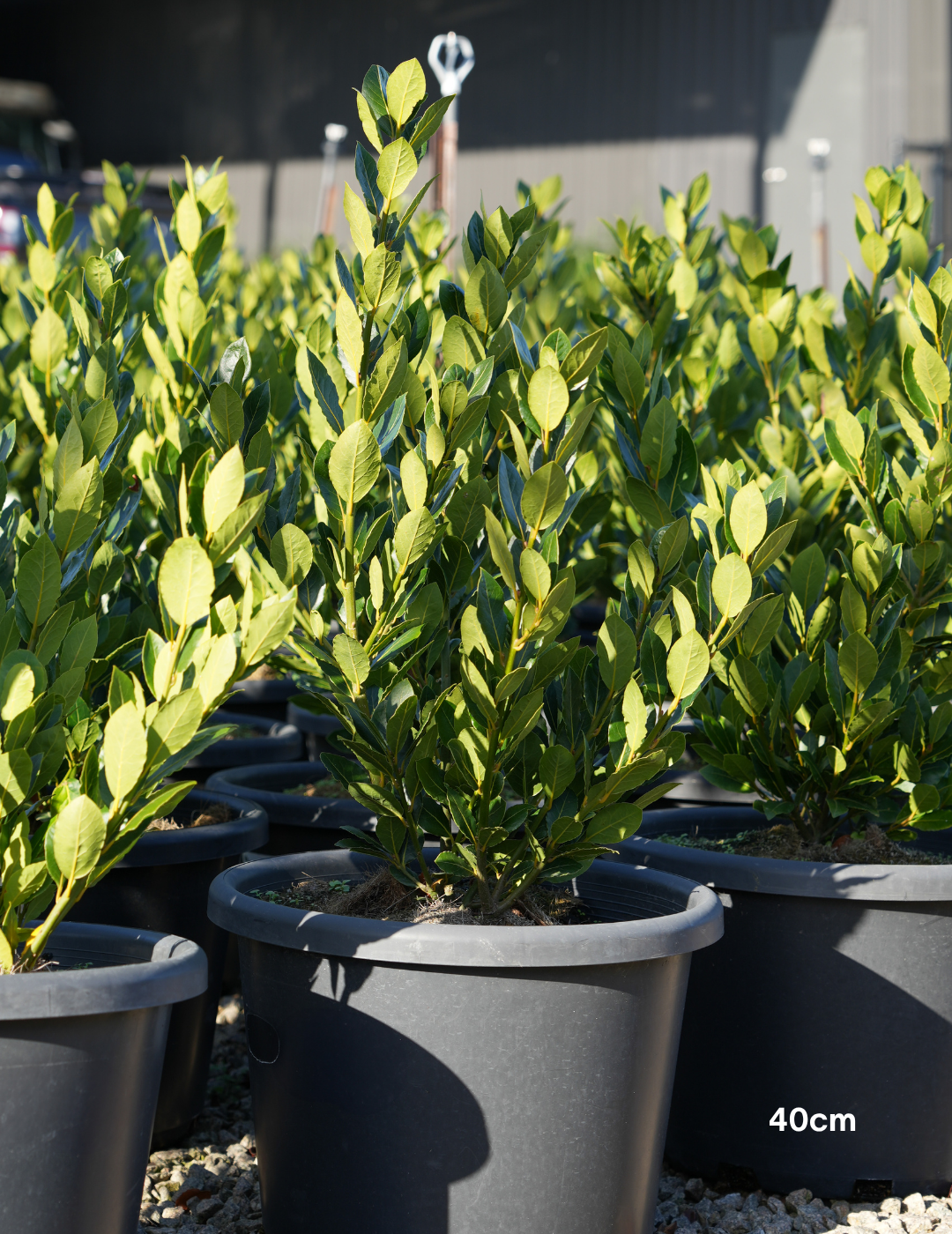 Laurus nobilis 'Baby Bay' - Evergreen Trees Direct