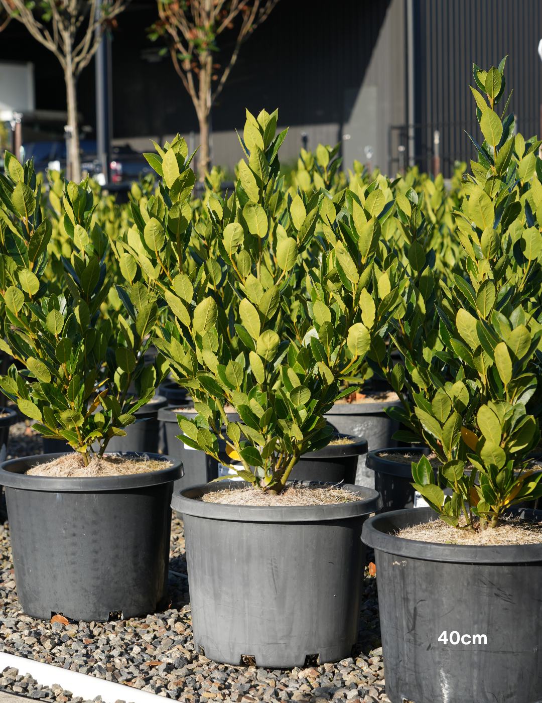 Laurus nobilis 'Baby Bay' - Evergreen Trees Direct