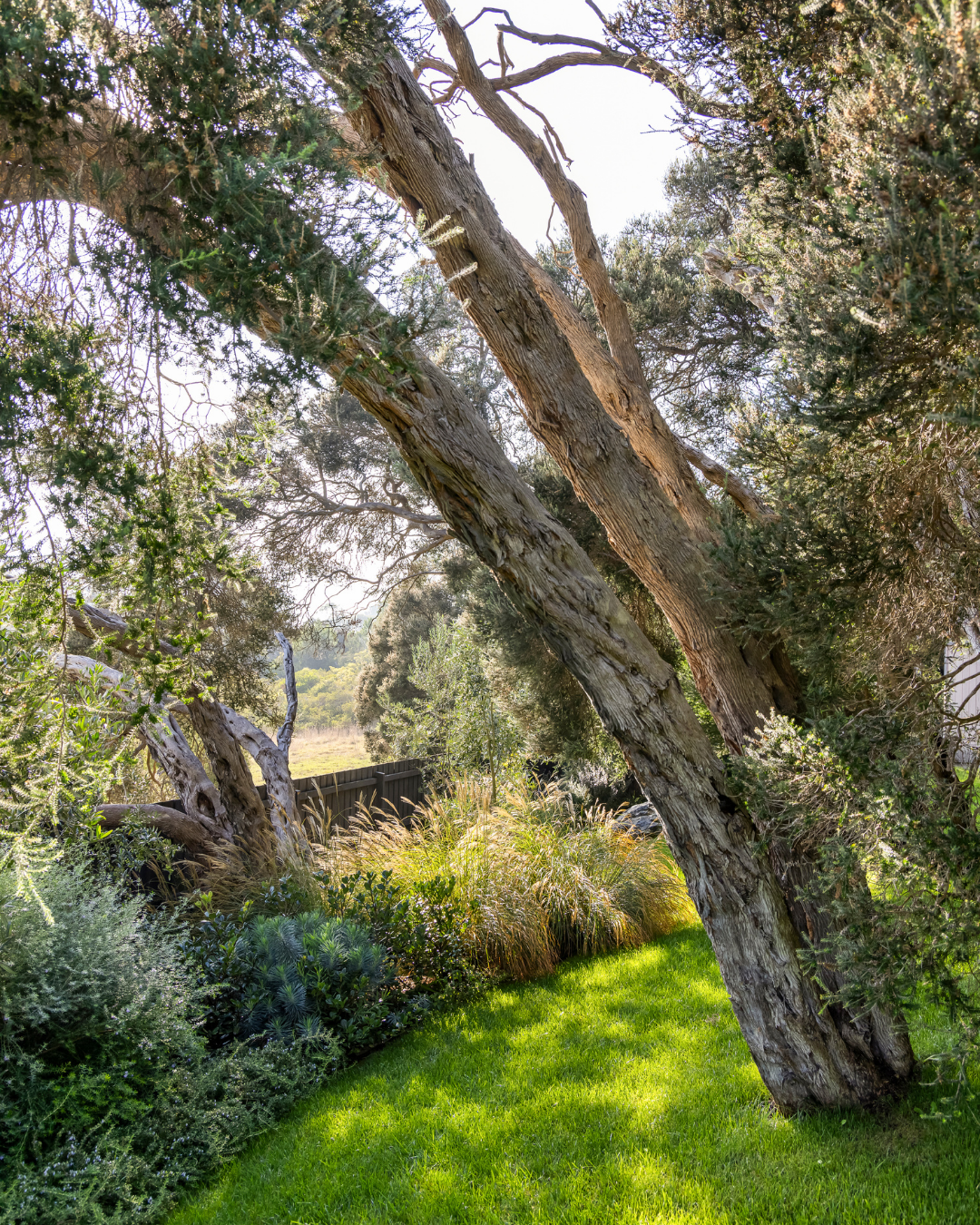 Leptospermum laevigatum - Coastal Tea Tree