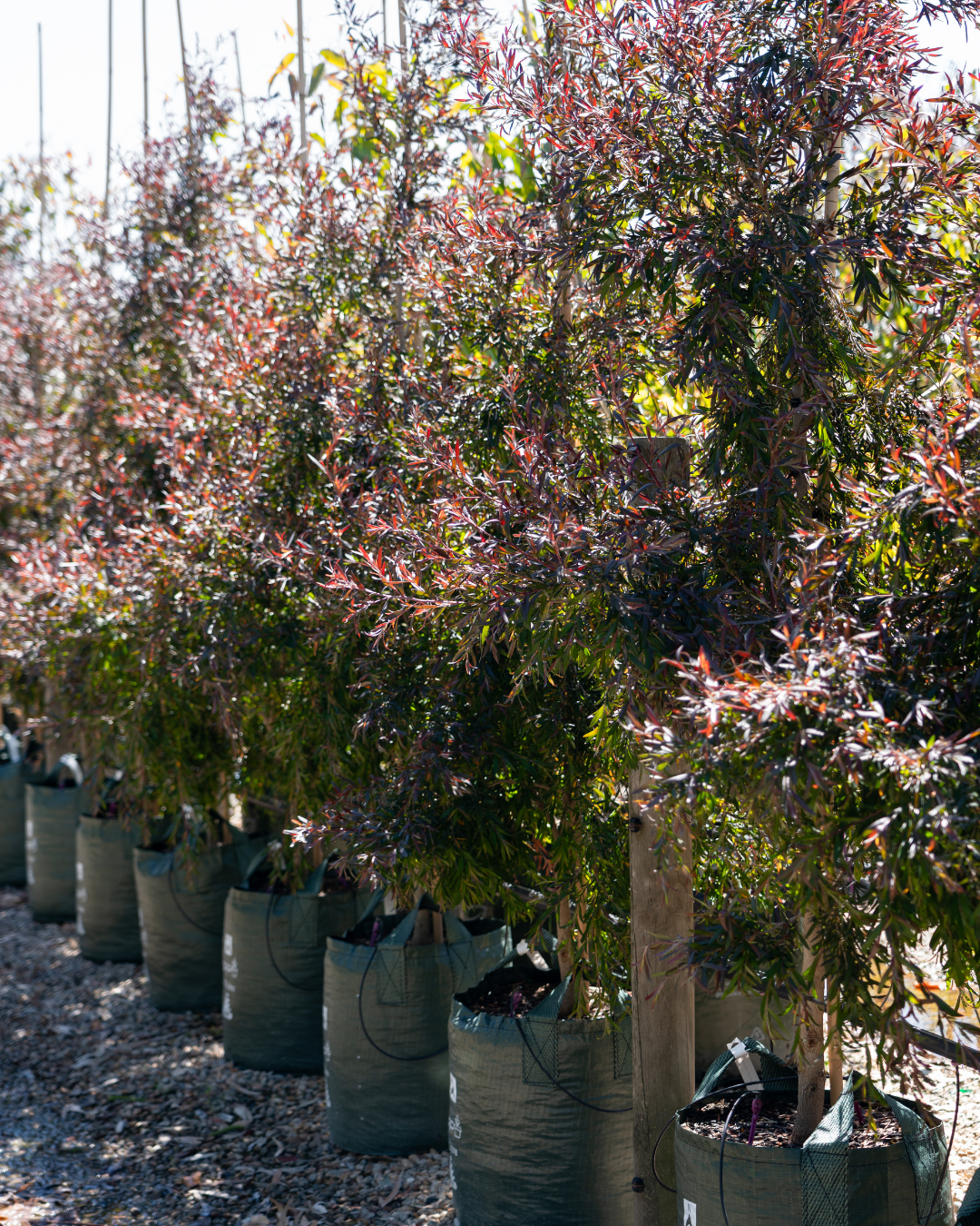 Leptospermum obovatum 'Starry Night' – Starry Night Tea Tree