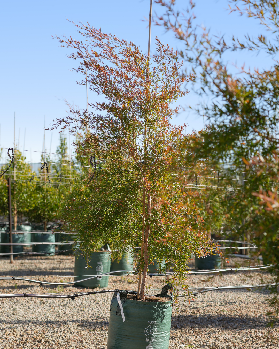 Leptospermum petersonii