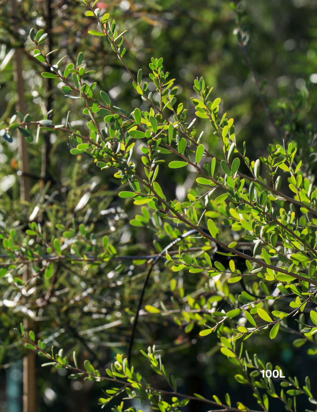 Leptospermum laevigatum - Coastal Tea Tree - Evergreen Trees Direct