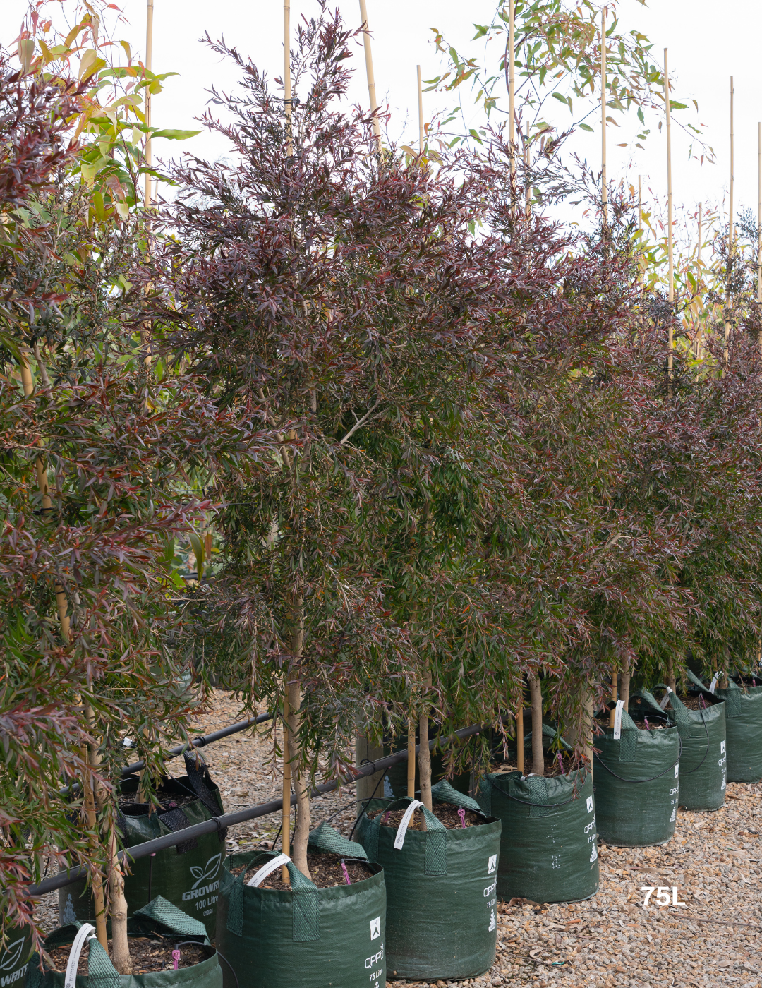 Leptospermum obovatum 'Starry Night' - Evergreen Trees Direct