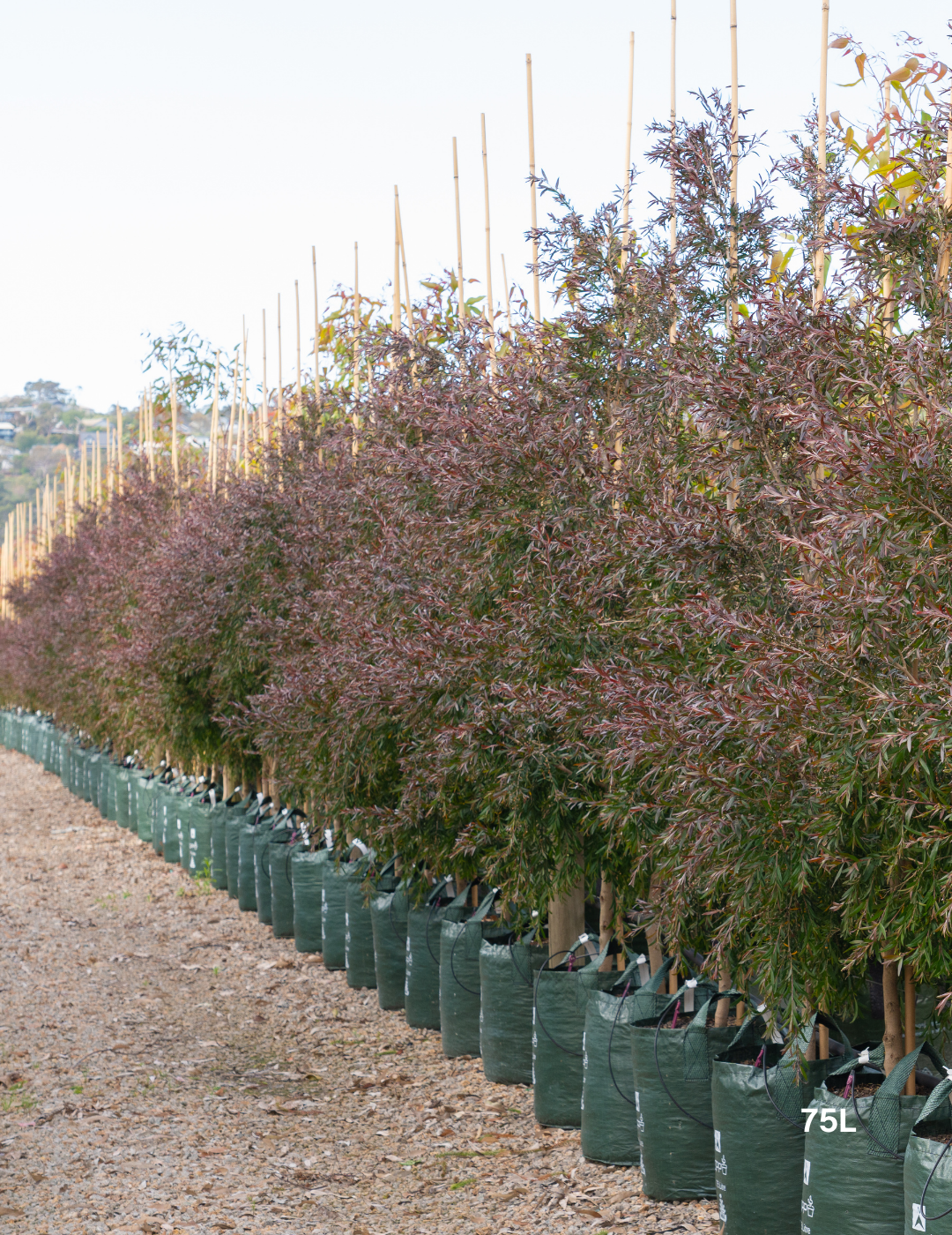 Leptospermum obovatum 'Starry Night' - Evergreen Trees Direct