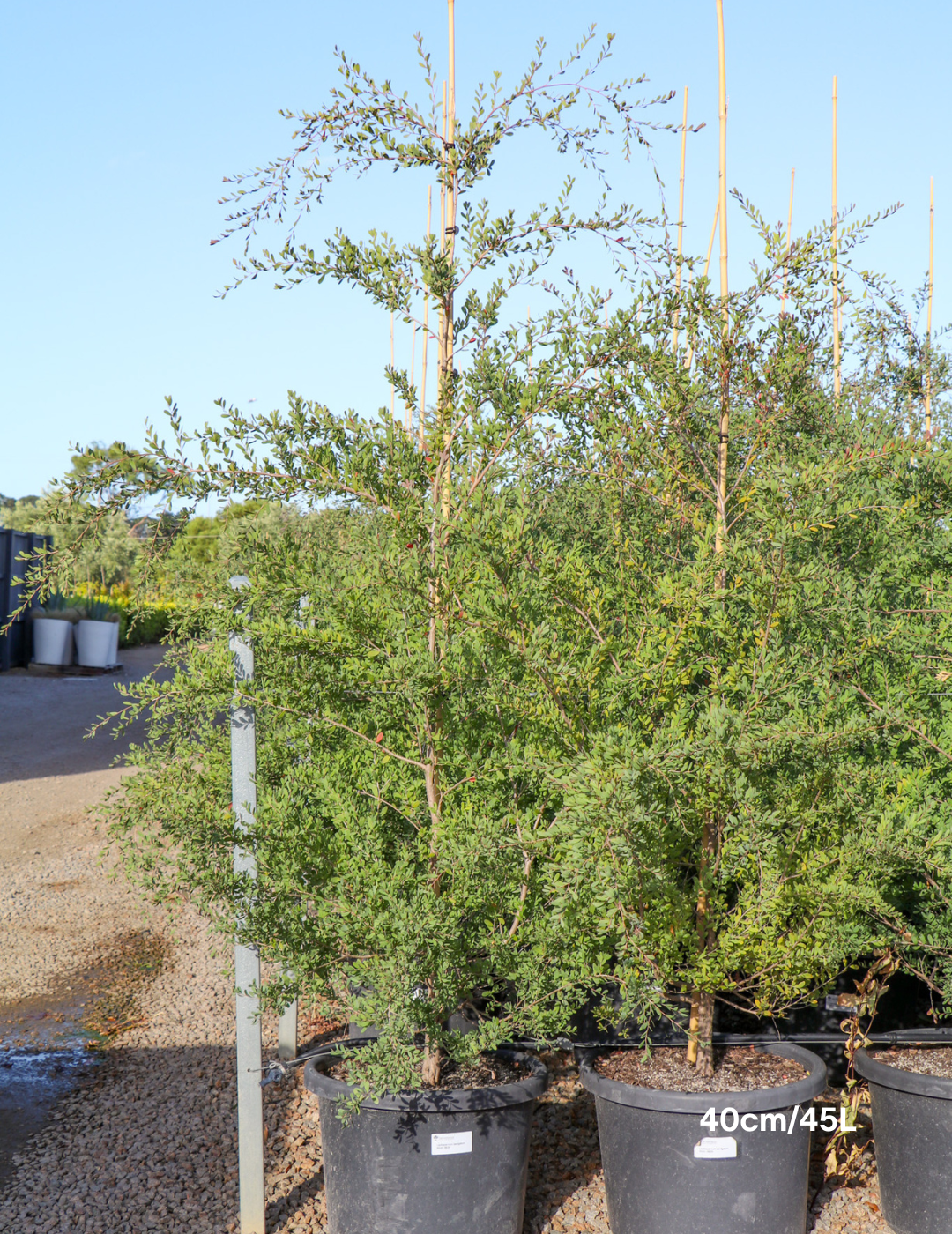Leptospermum laevigatum - Evergreen Trees Direct