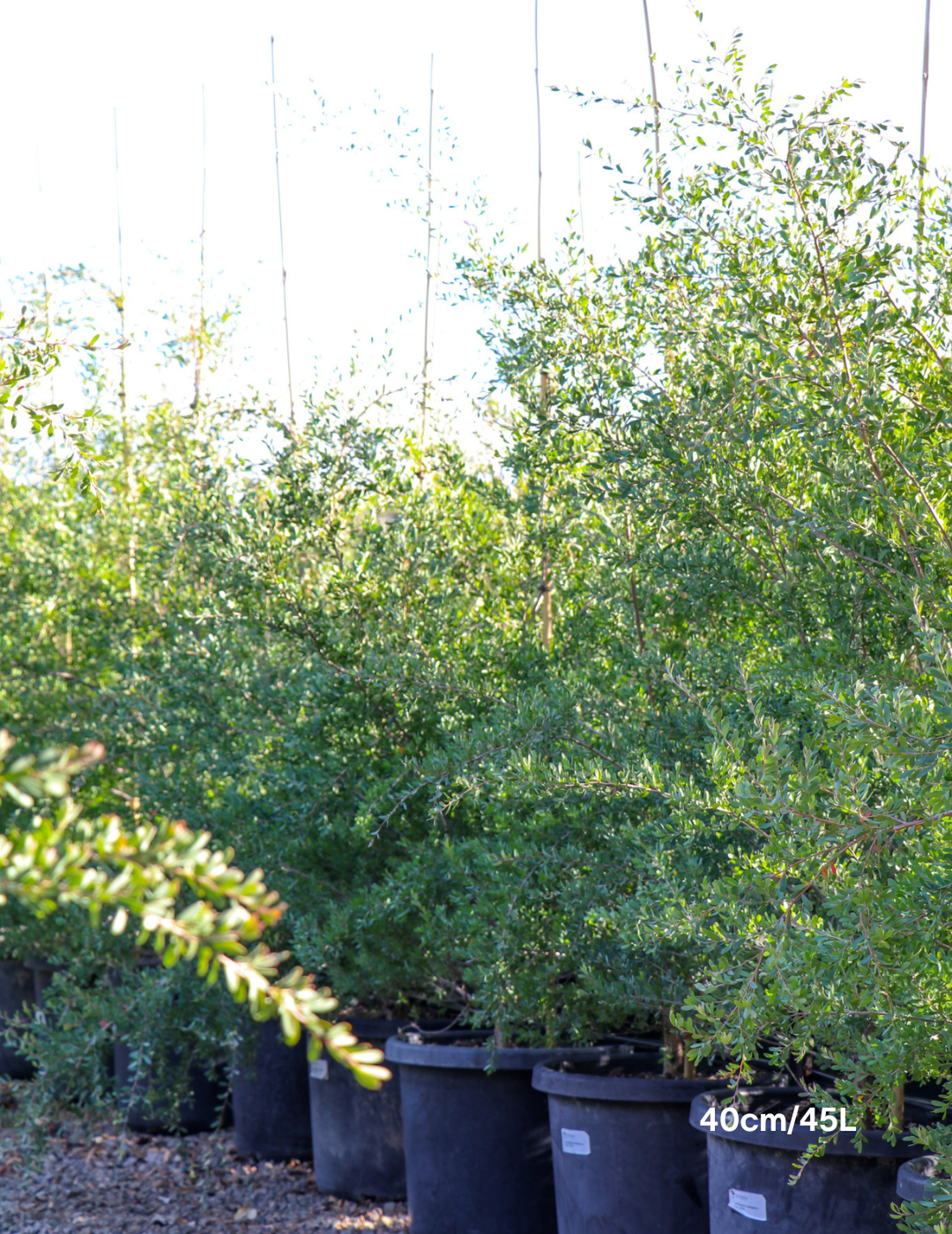 Leptospermum laevigatum - Evergreen Trees Direct