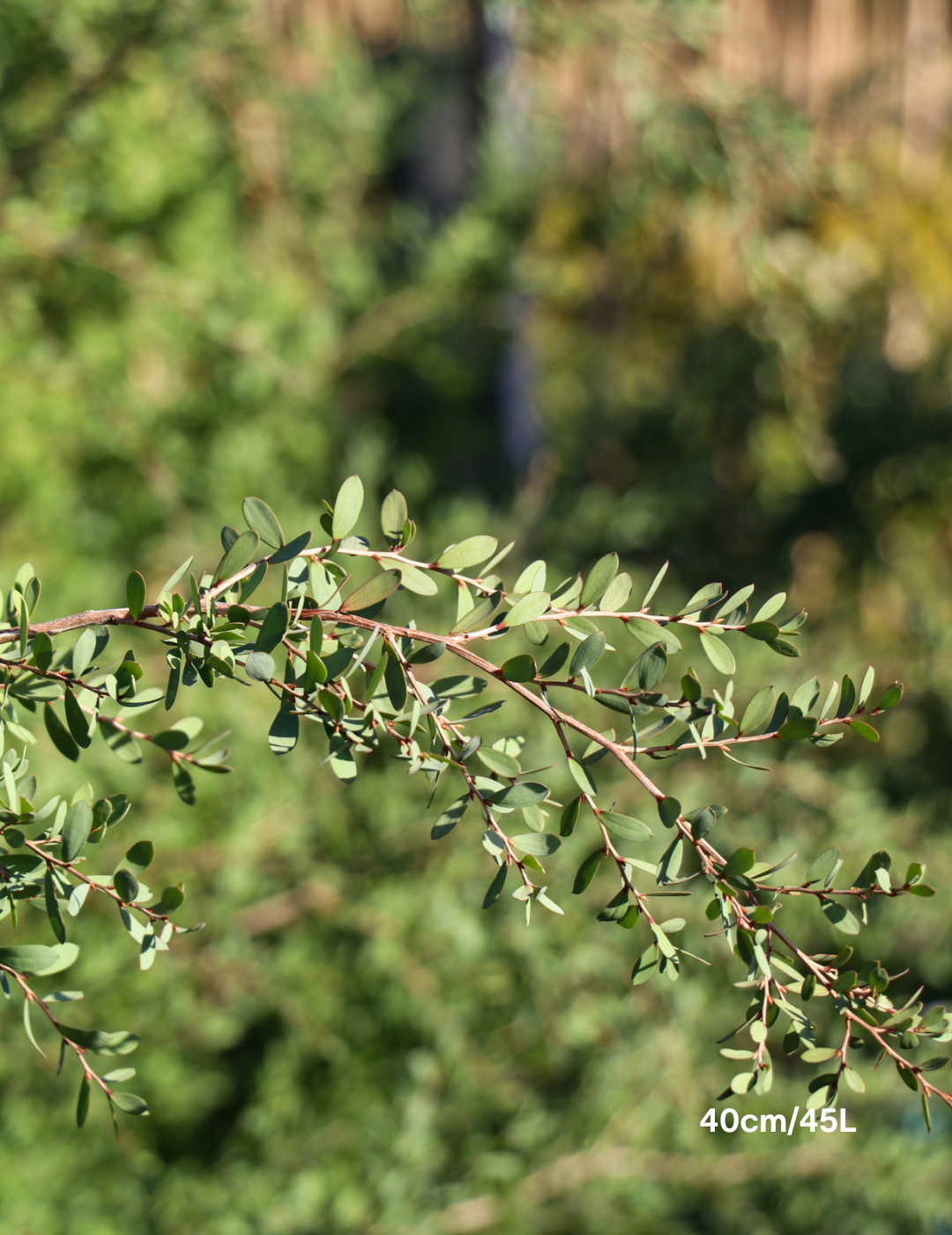 Leptospermum laevigatum - Evergreen Trees Direct