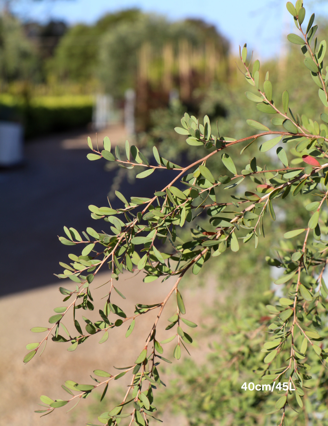 Leptospermum laevigatum - Evergreen Trees Direct