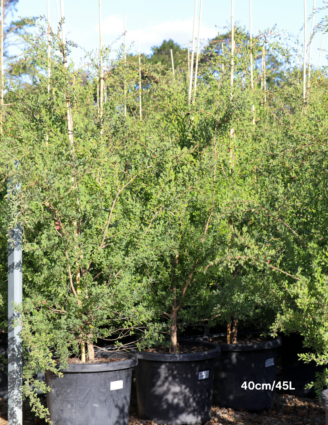 Leptospermum laevigatum - Evergreen Trees Direct