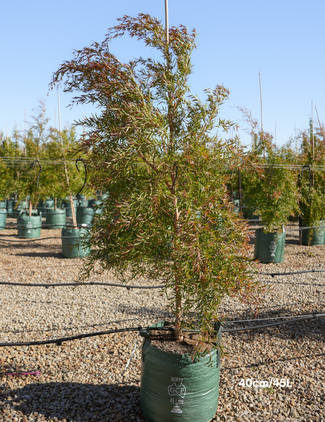 Leptospermum petersonii - Evergreen Trees Direct