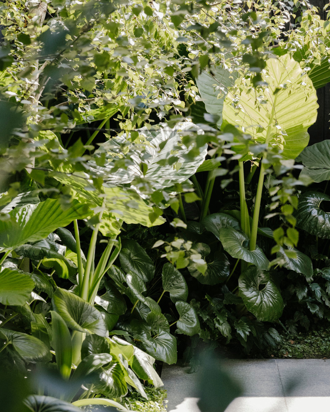 Ligularia Reniformis