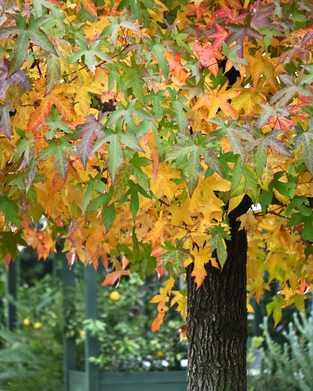 Liquidambar styraciflua Sweetgum