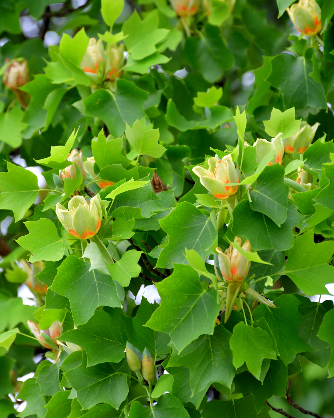 Liriodendron tulipifera Tulip Tree