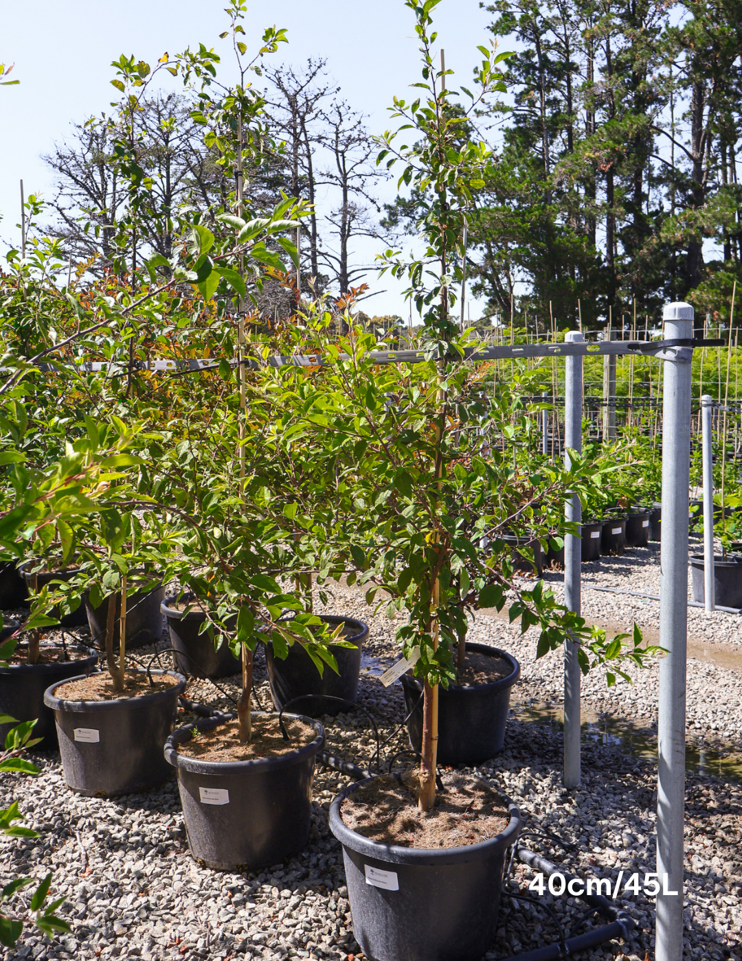 Malus floribunda - Evergreen Trees Direct