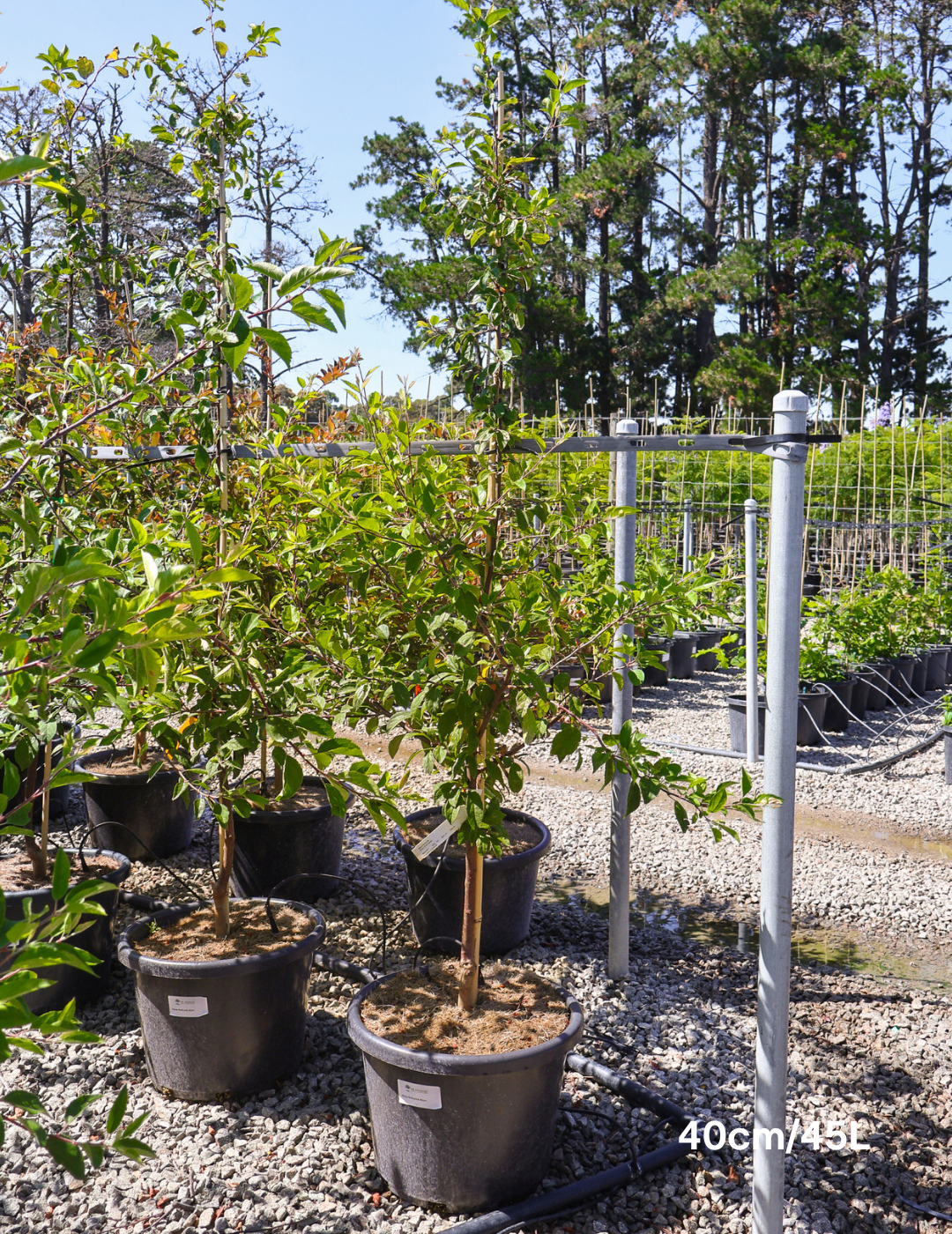 Malus floribunda - Evergreen Trees Direct