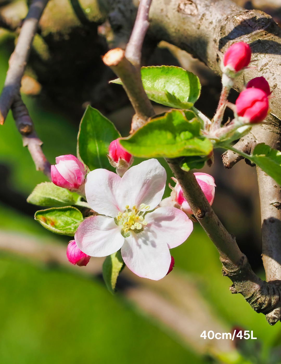 Malus floribunda - Evergreen Trees Direct
