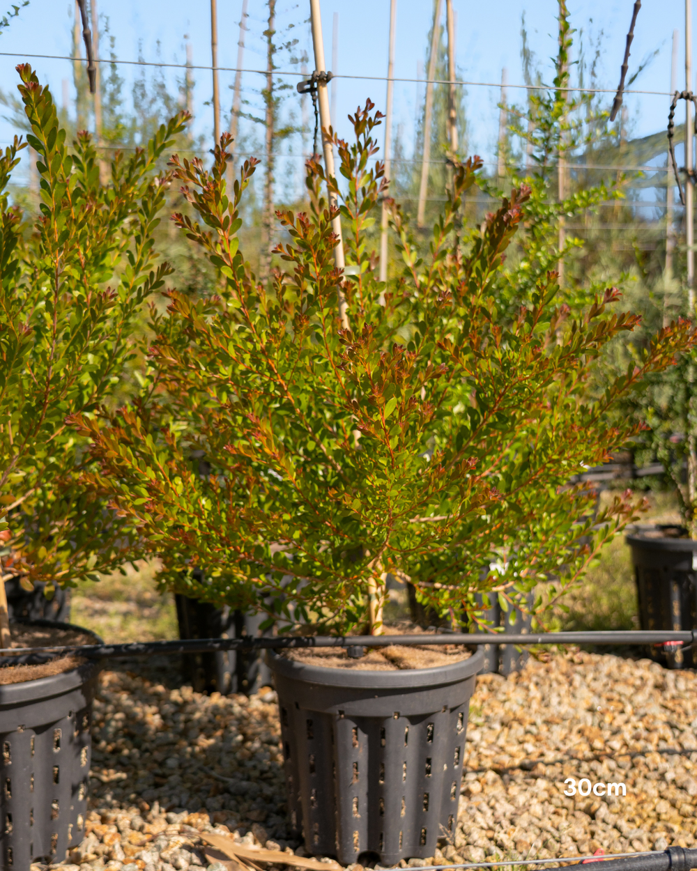 Melaleuca nesophila