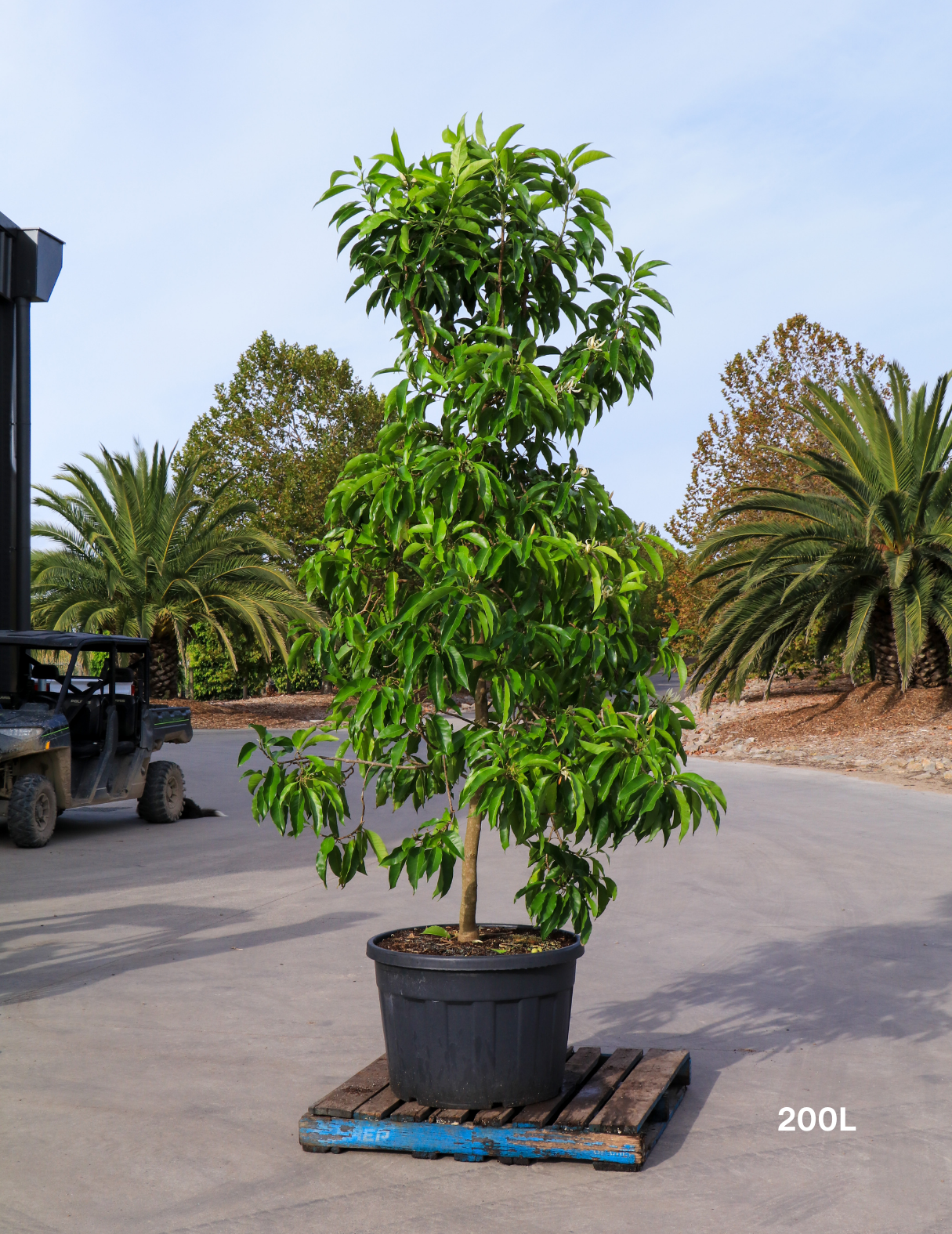 Michelia alba – White Champaca - Evergreen Trees Direct