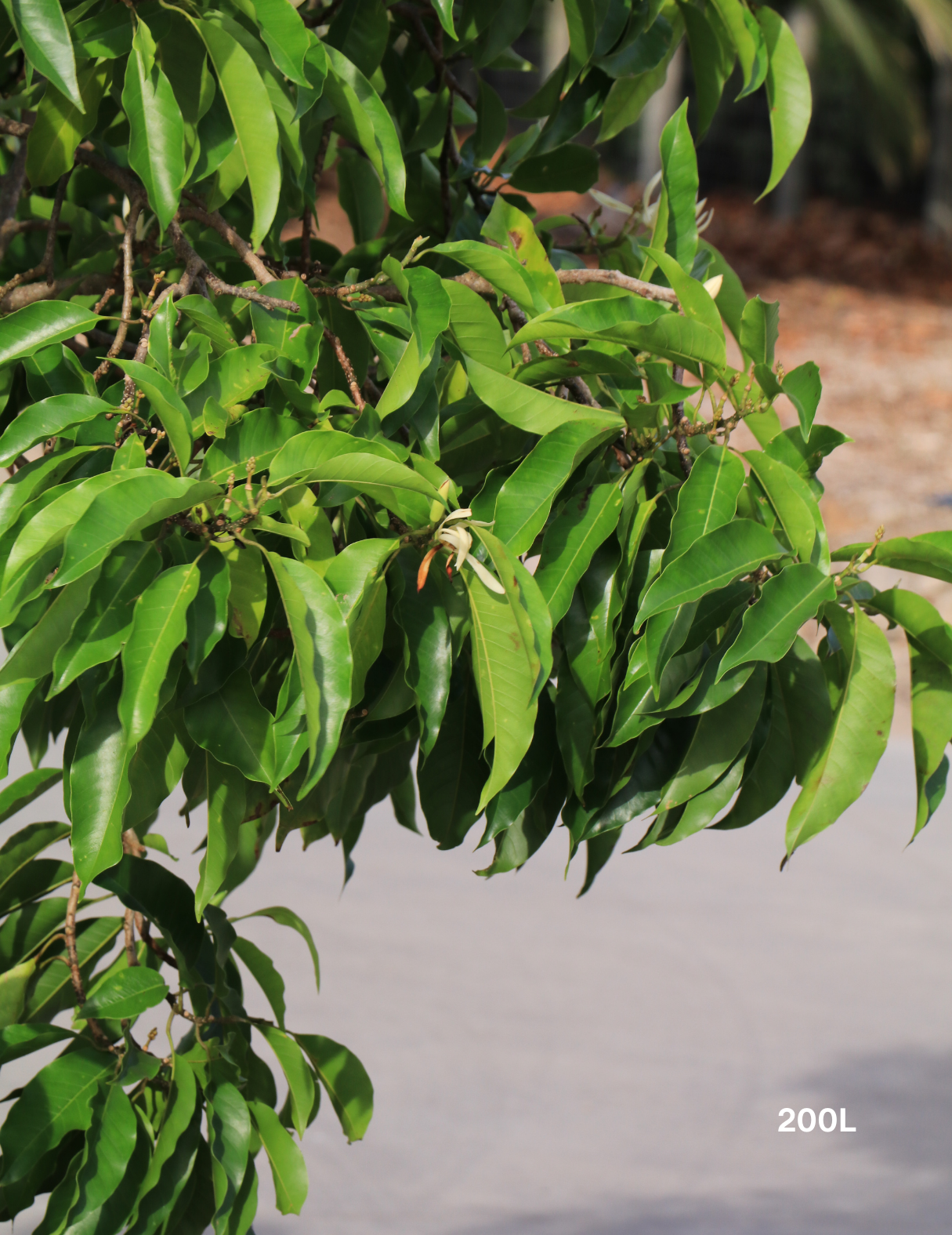 Michelia alba – White Champaca - Evergreen Trees Direct