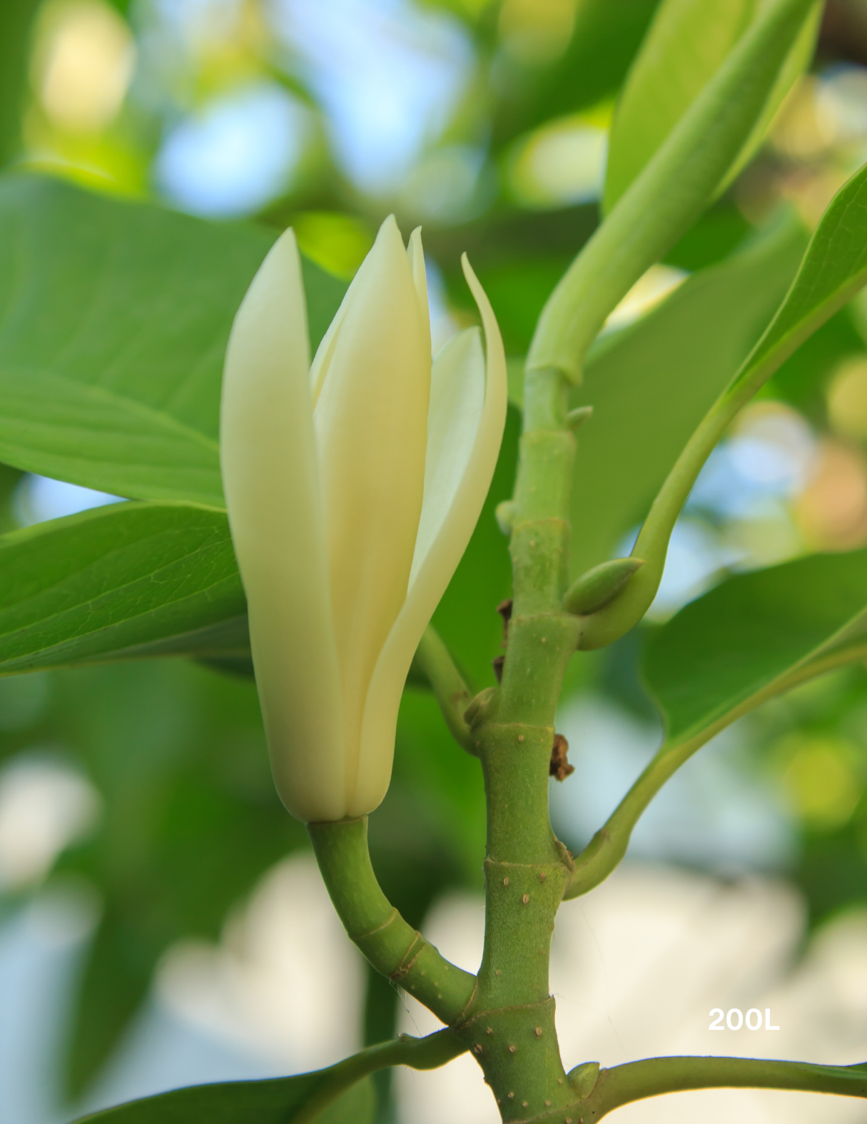 Michelia alba – White Champaca - Evergreen Trees Direct