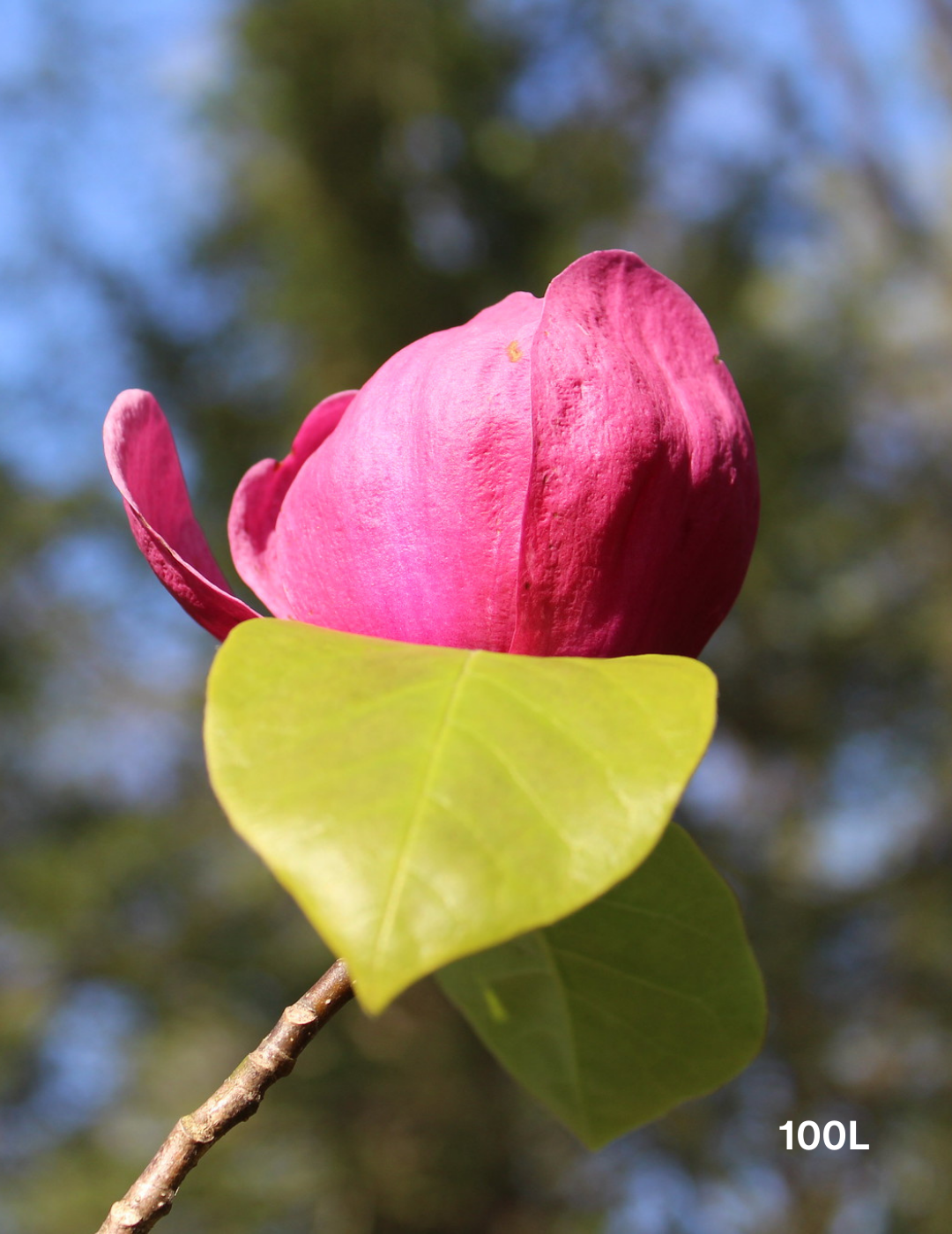 Magnolia x soulangeana 'Black Tulip' - Evergreen Trees Direct