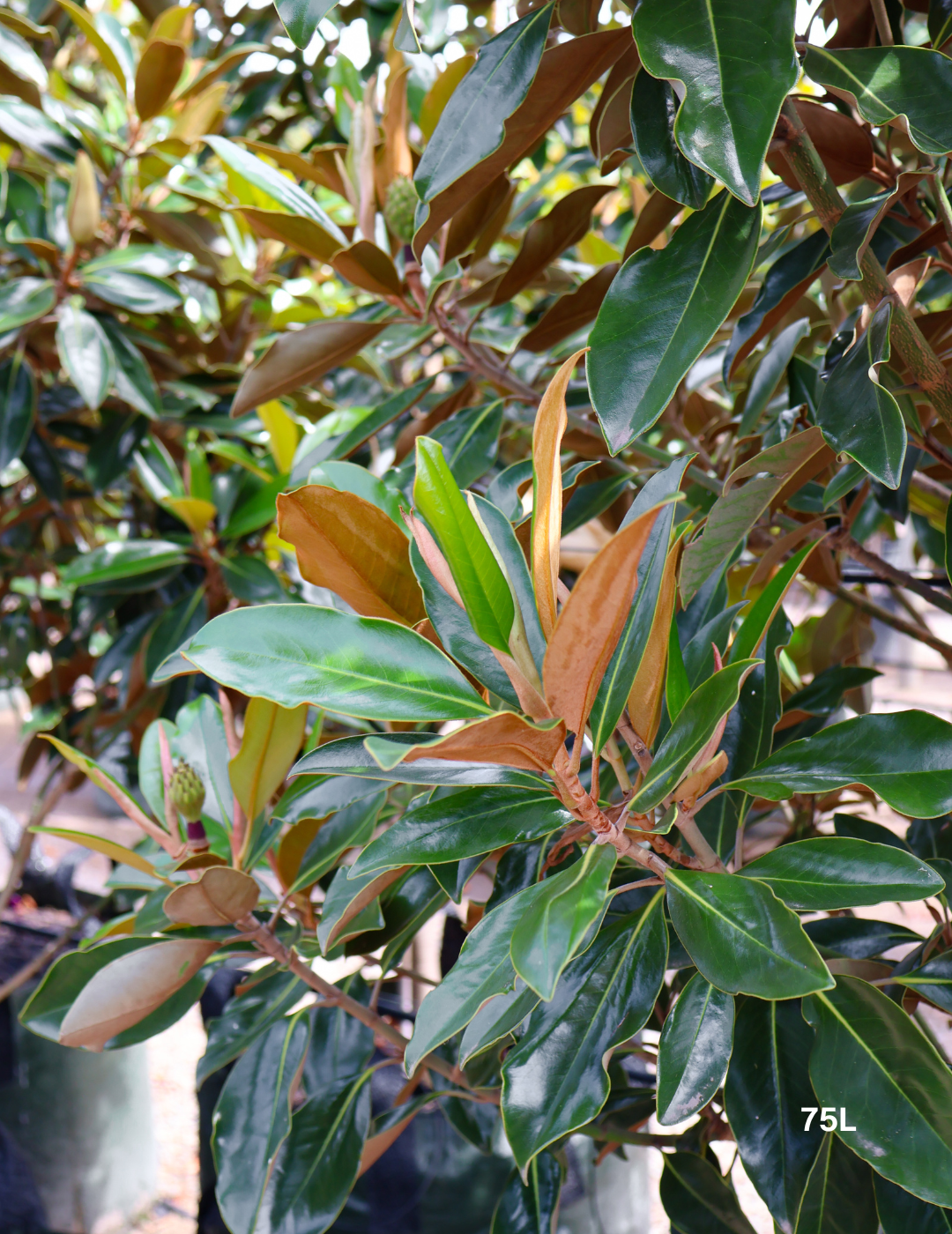 Magnolia grandiflora 'Little Gem'