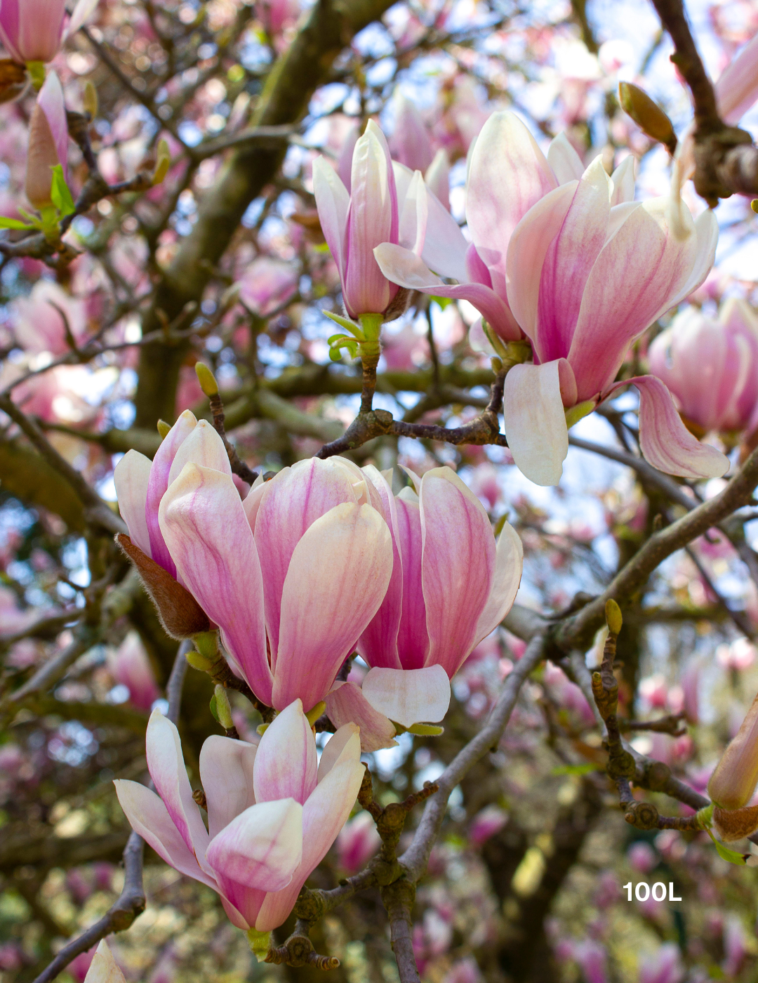 Magnolia x soulangeana - Evergreen Trees Direct
