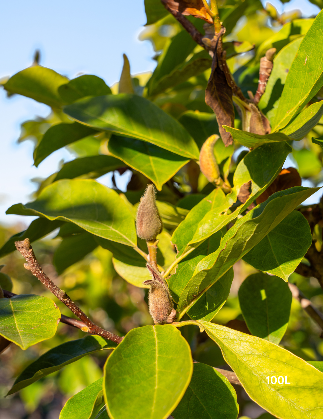 Magnolia x soulangeana - Evergreen Trees Direct