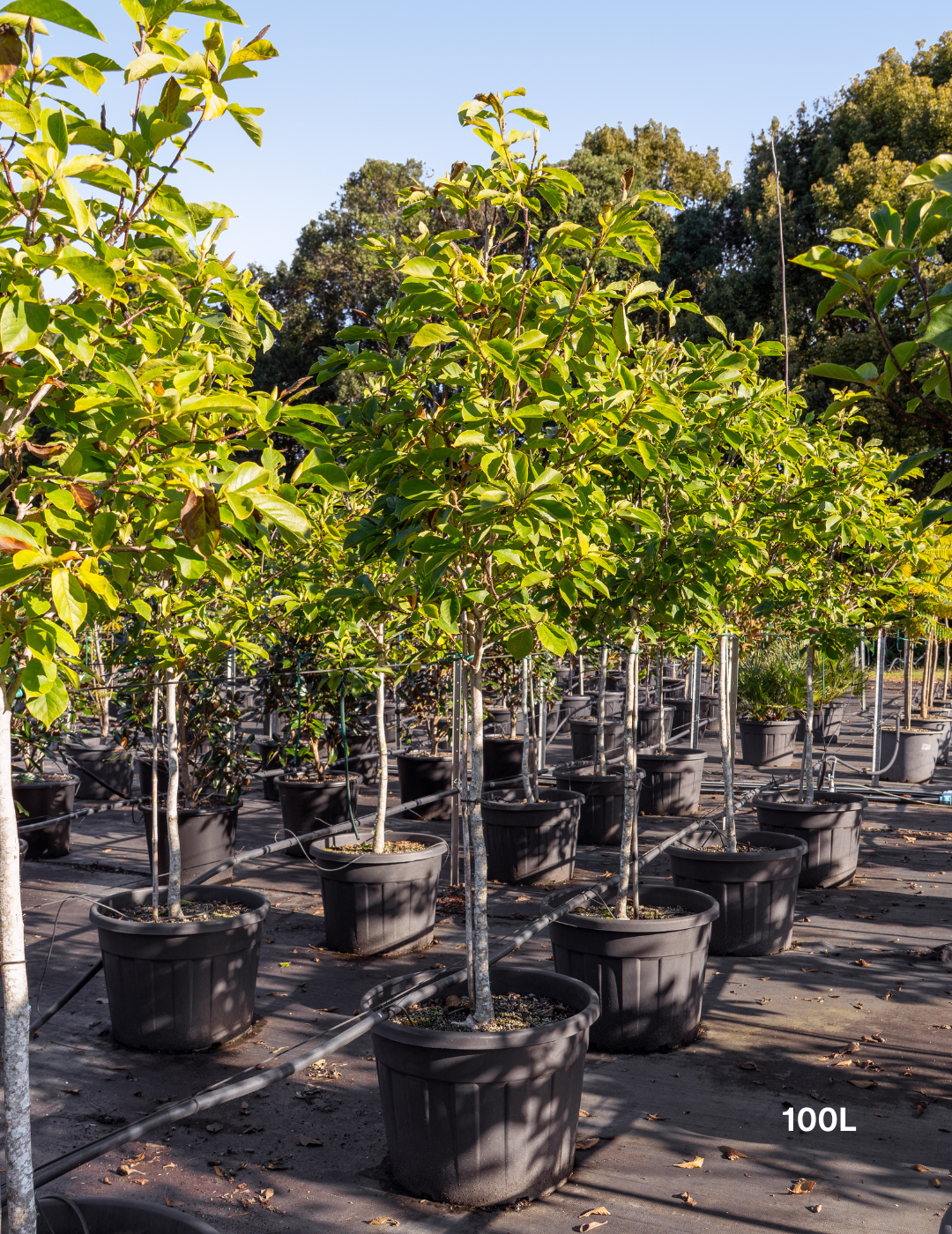 Magnolia x soulangeana - Evergreen Trees Direct