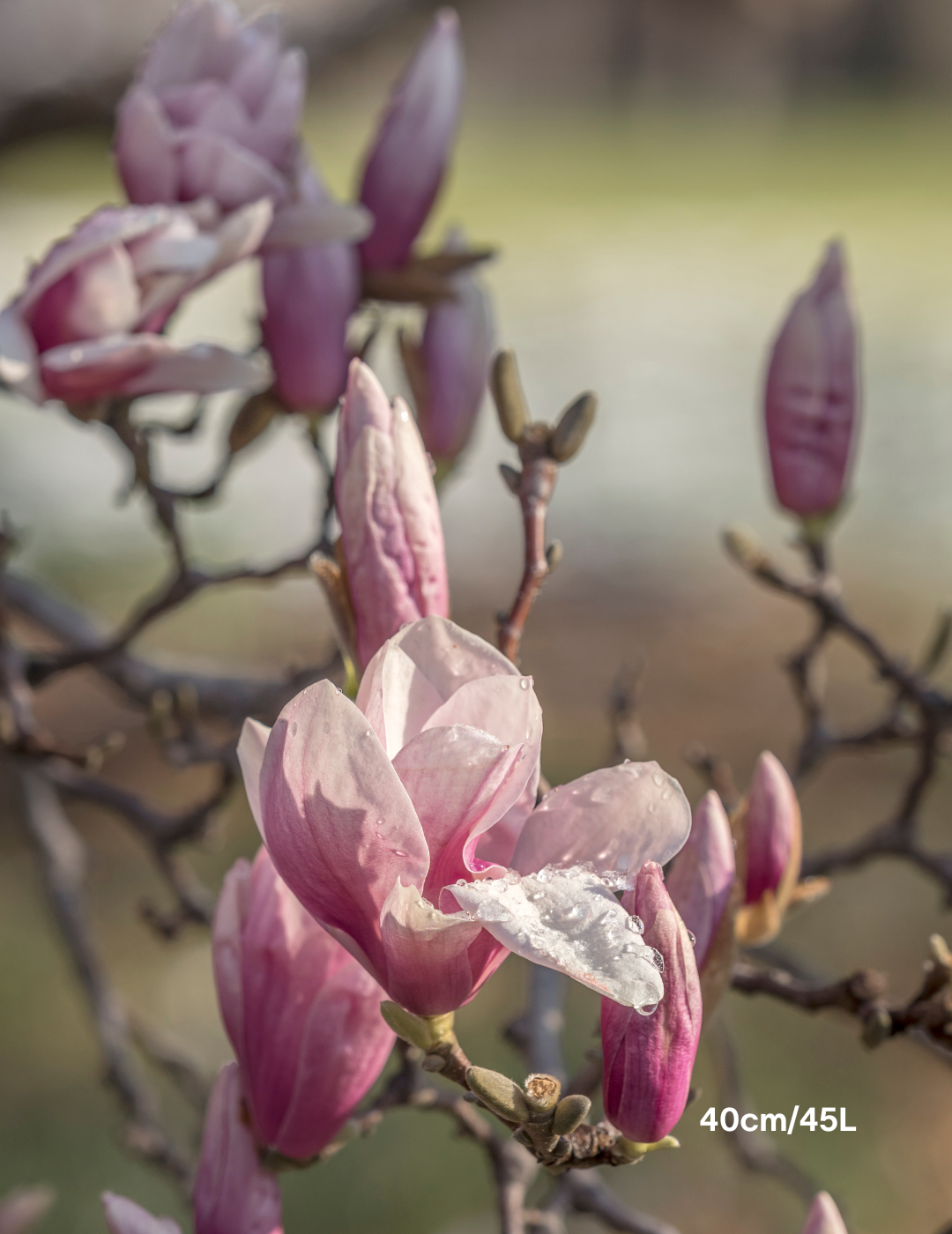 Magnolia x soulangeana - Evergreen Trees Direct