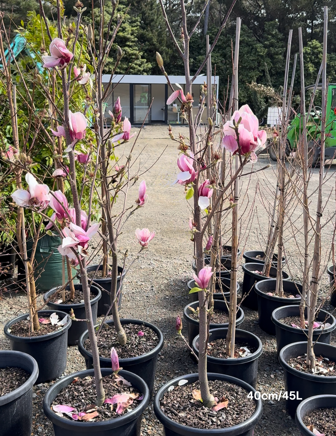 Magnolia x soulangeana - Evergreen Trees Direct