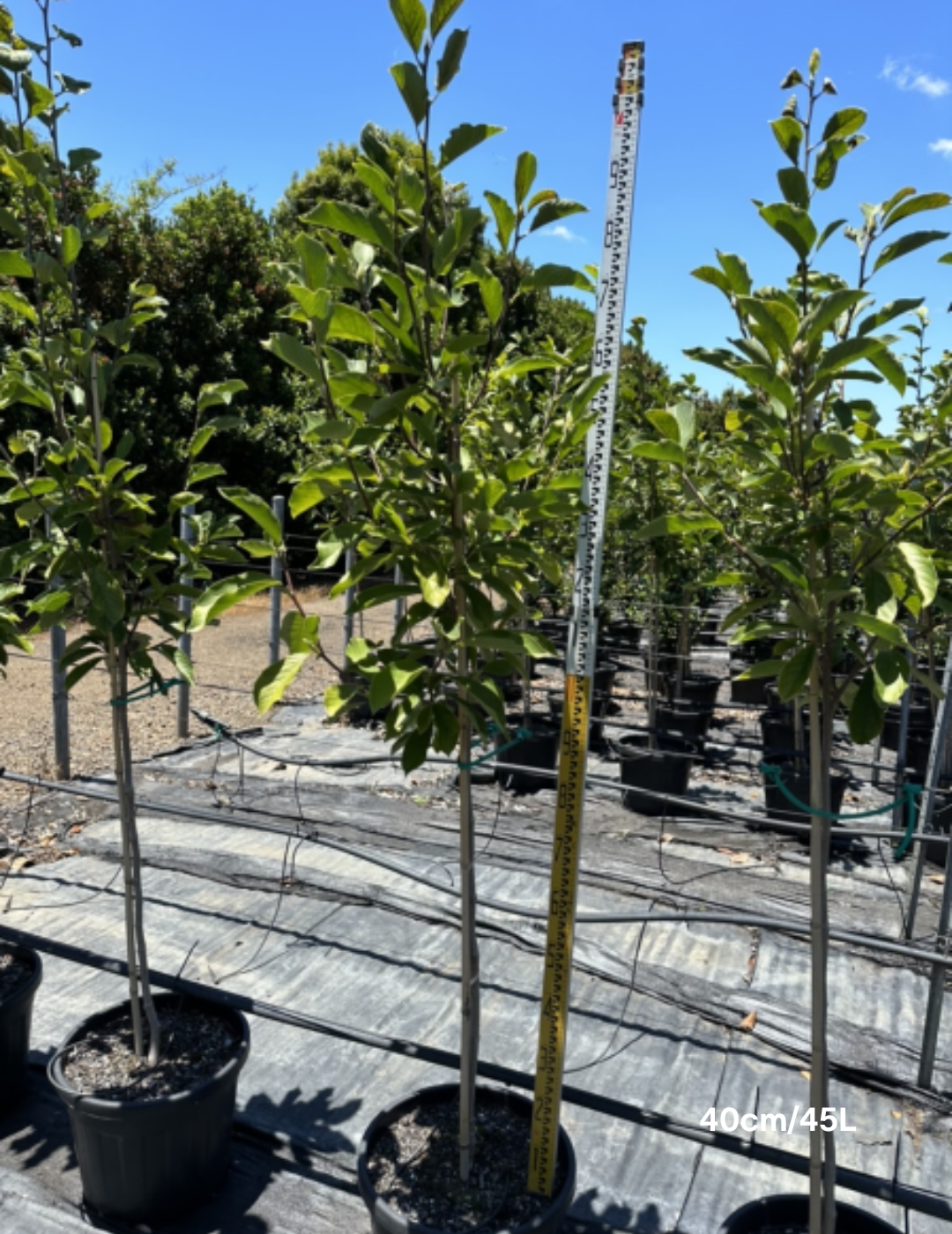Magnolia x soulangeana - Evergreen Trees Direct