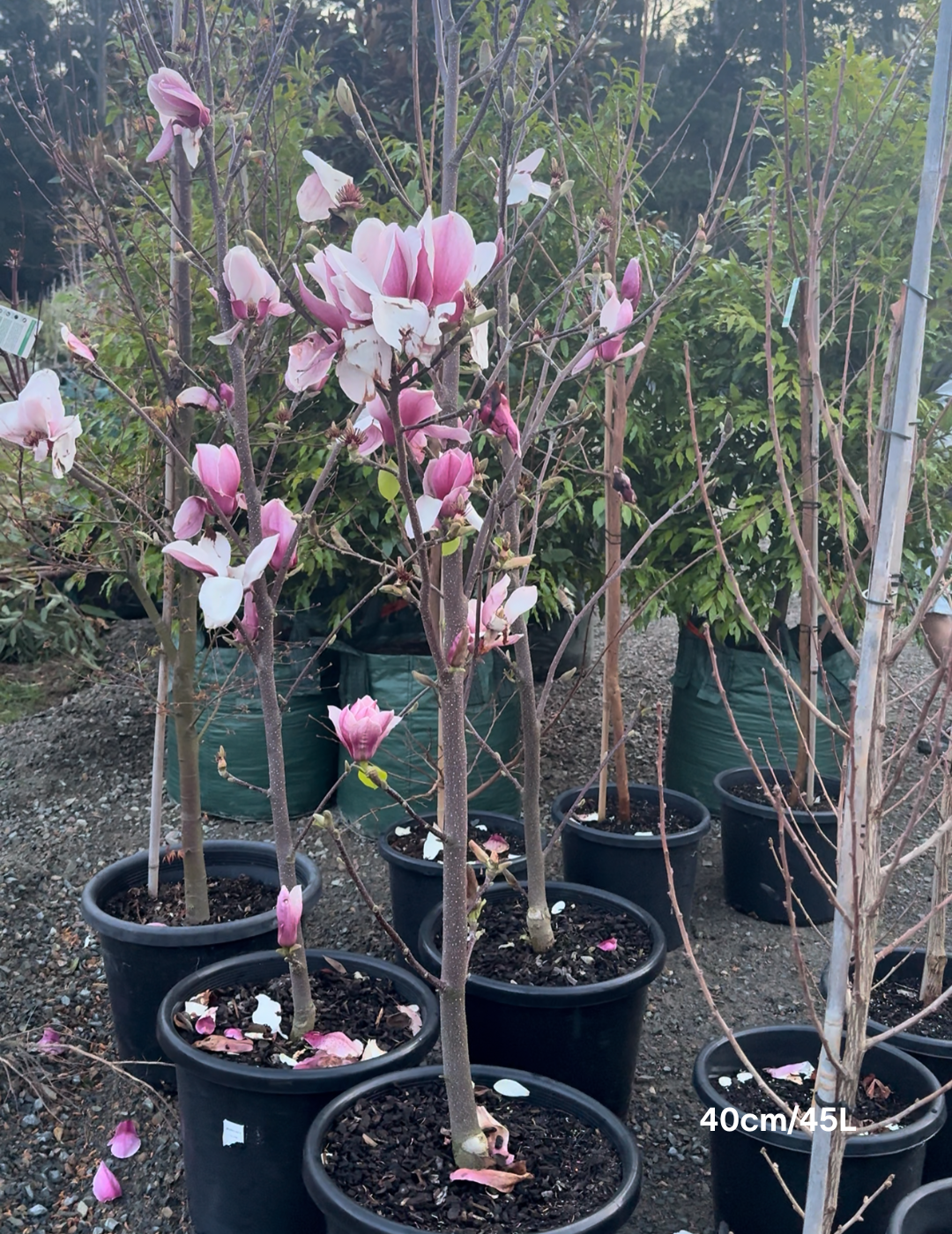 Magnolia x soulangeana - Evergreen Trees Direct