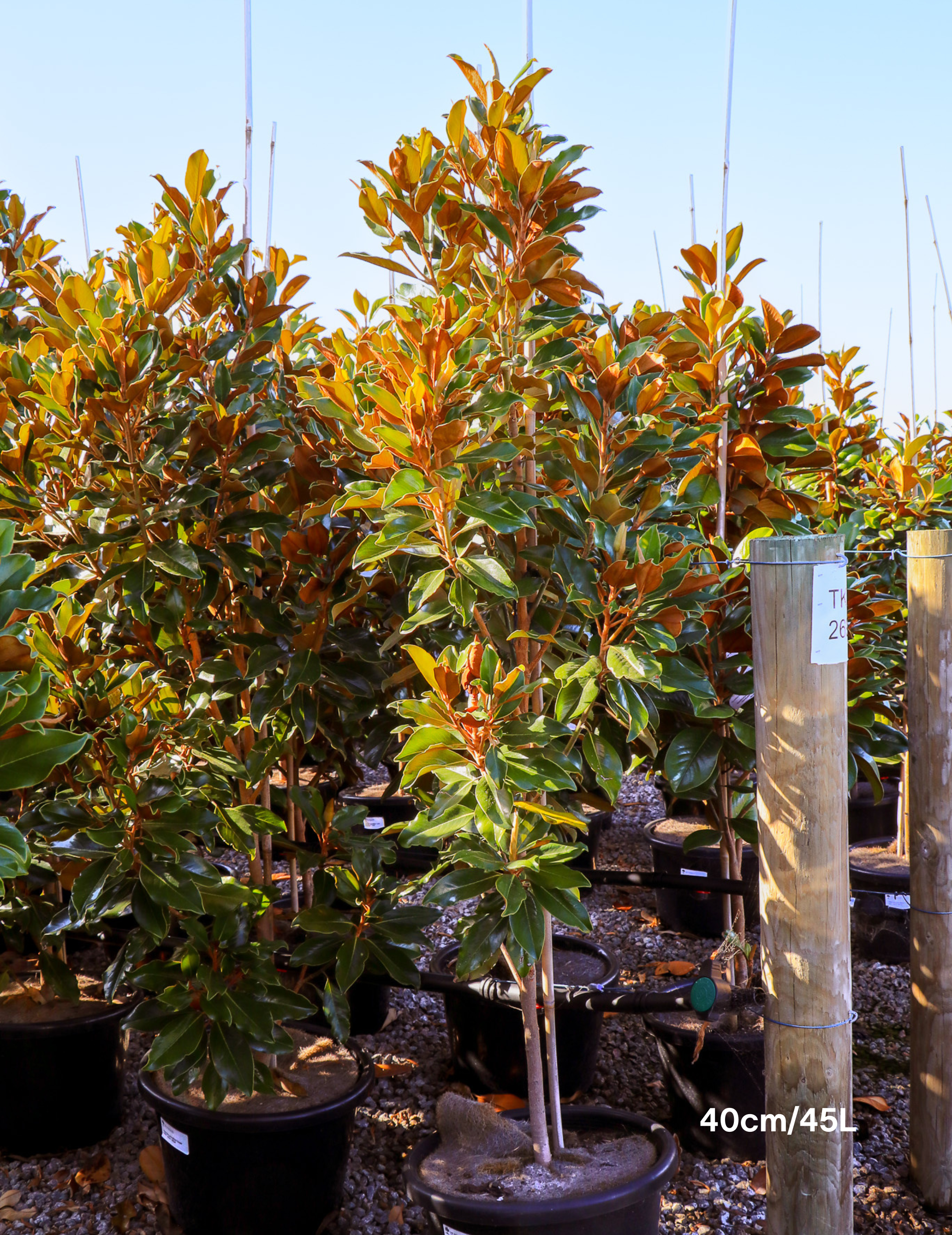 Magnolia Grandiflora 'Supergem' - Evergreen Trees Direct
