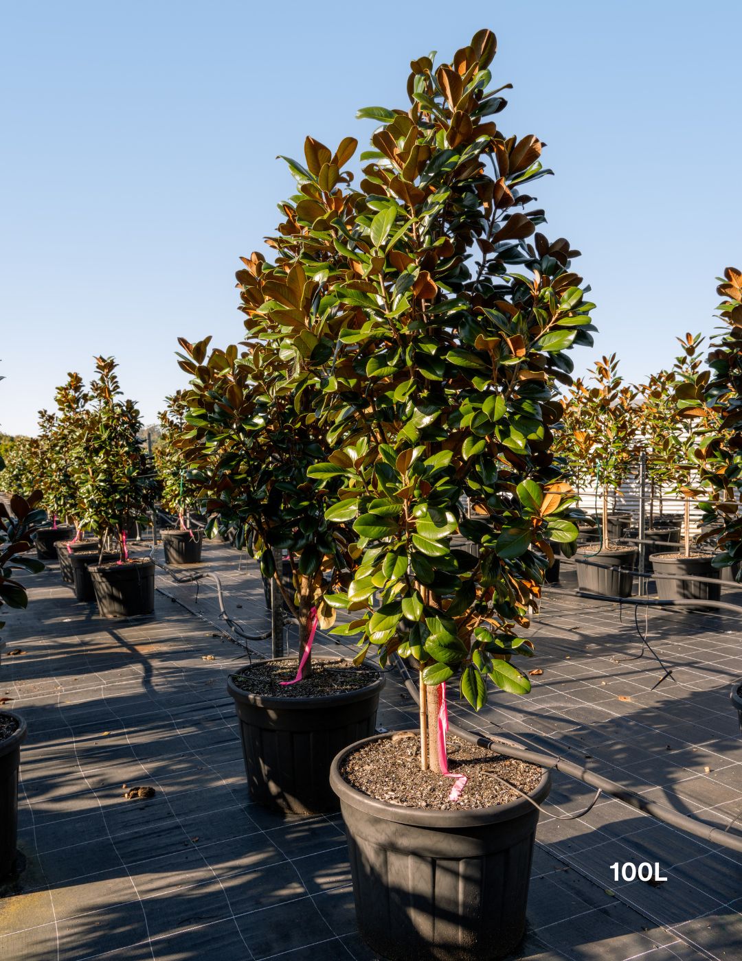 Magnolia grandiflora 'Teddy Bear'