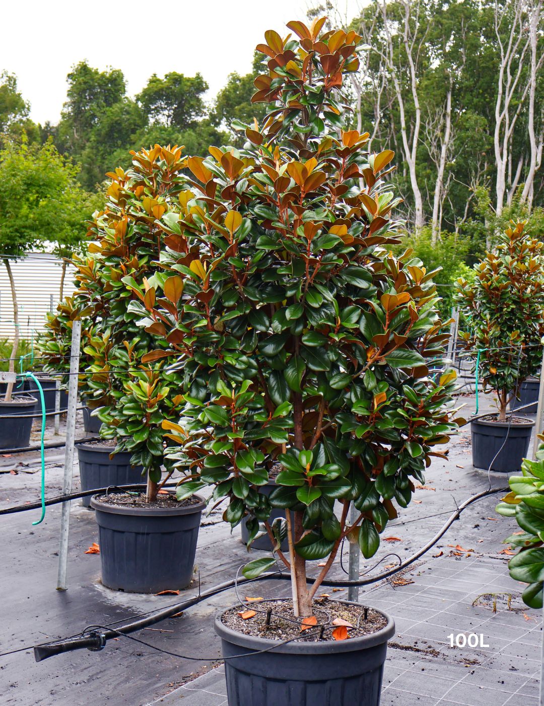 Magnolia grandiflora 'Teddy Bear'