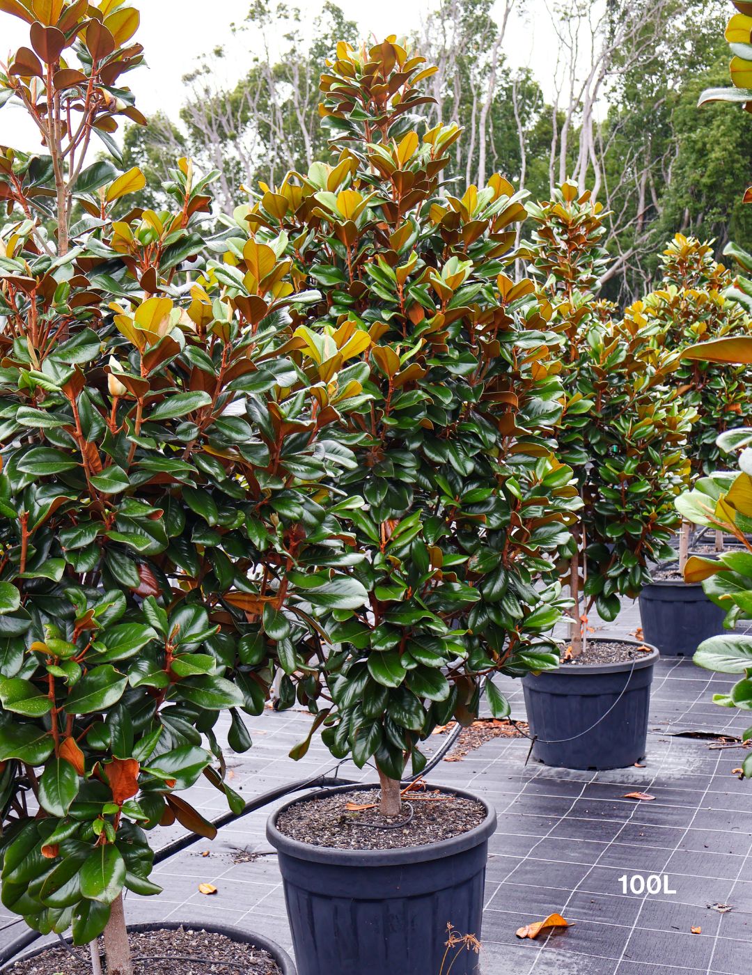 Magnolia grandiflora 'Teddy Bear'