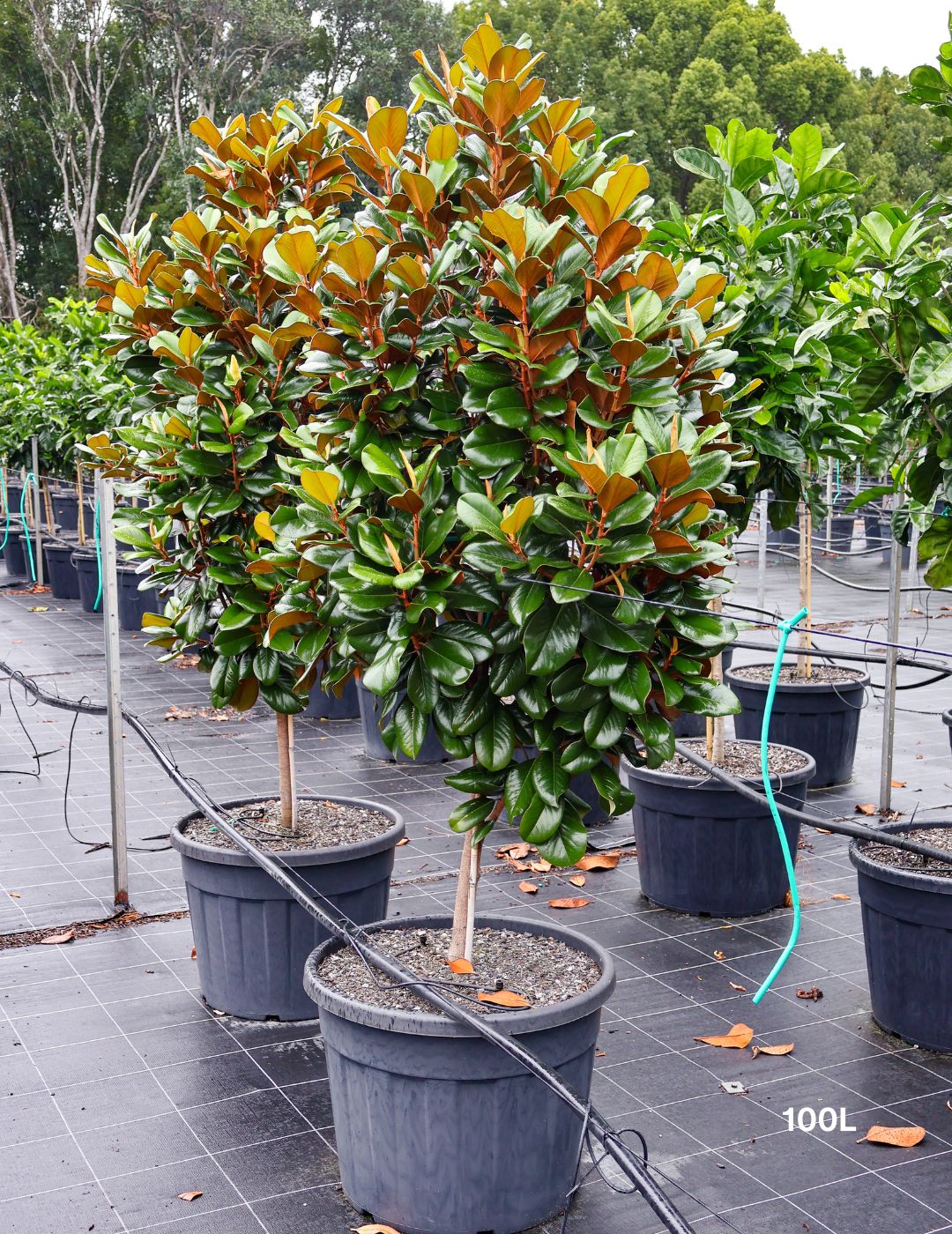 Magnolia grandiflora 'Teddy Bear'