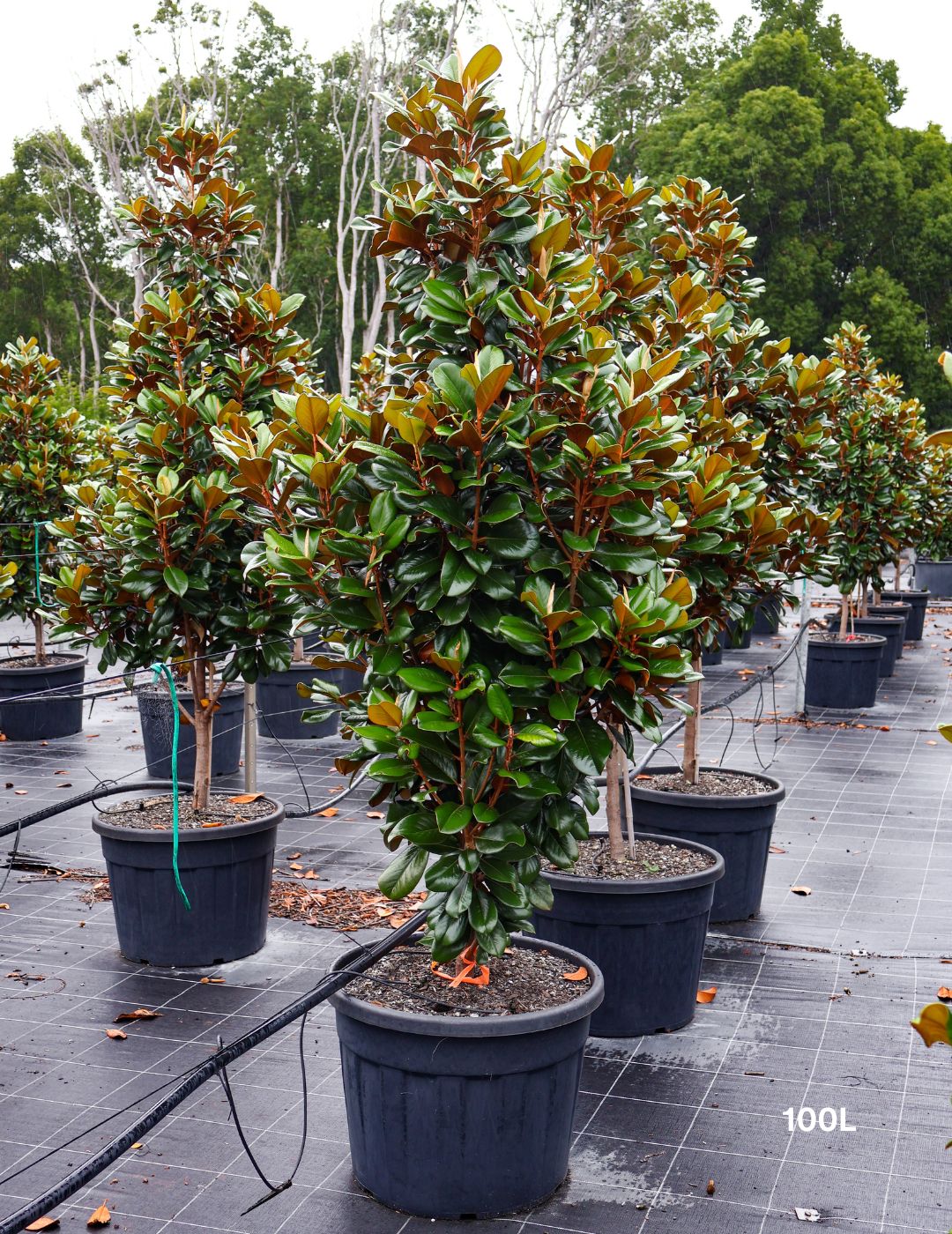 Magnolia grandiflora 'Teddy Bear'