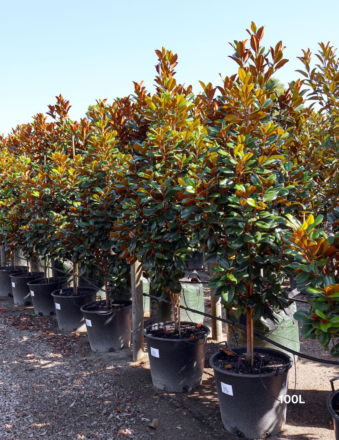 Magnolia grandiflora 'Teddy Bear'
