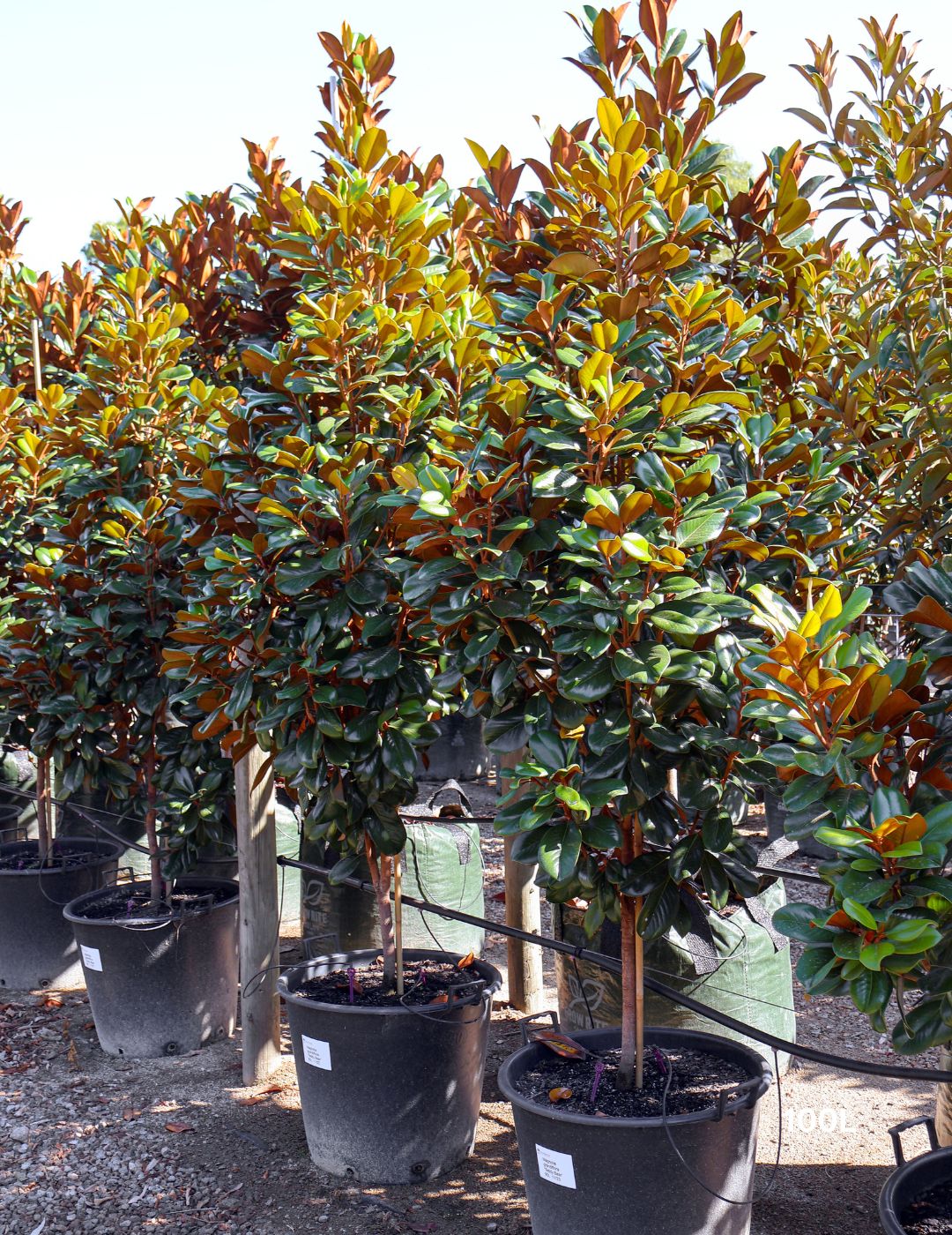 Magnolia grandiflora 'Teddy Bear'