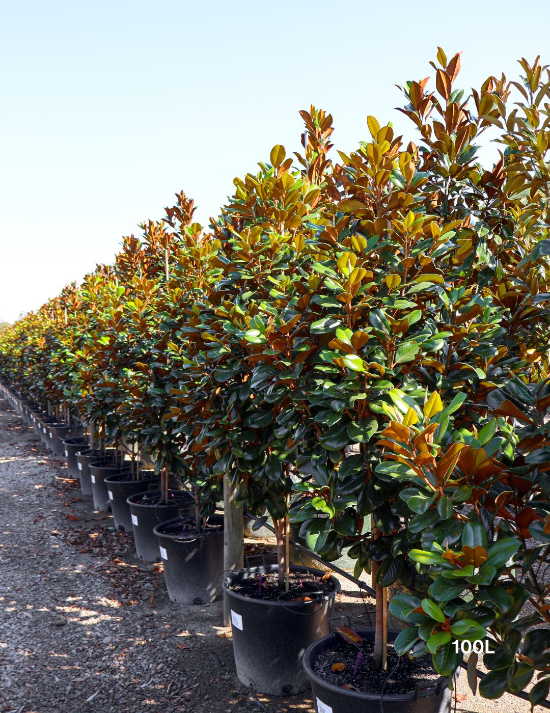 Magnolia grandiflora 'Teddy Bear'